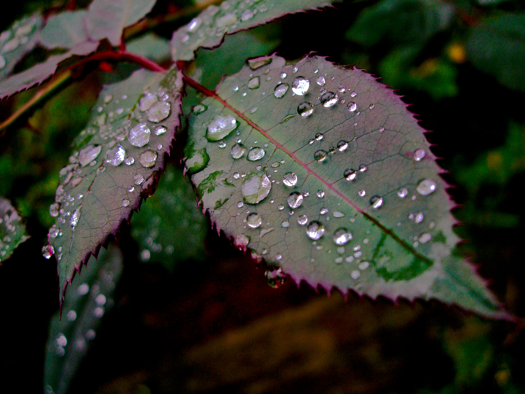 Fujifilm FinePix F50SE sample photo. Leaves and drops viii photography