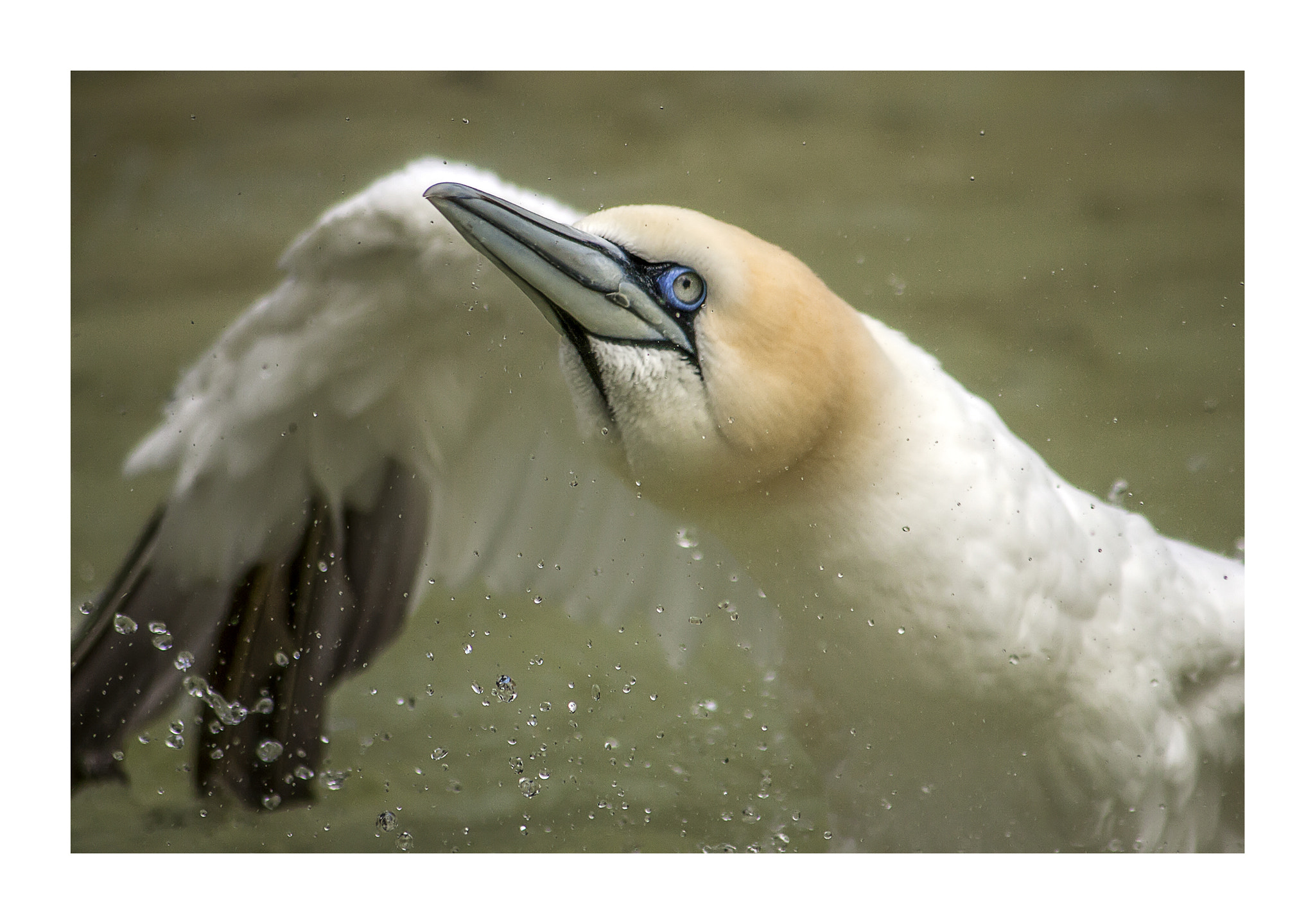 Canon EF 75-300mm F4.0-5.6 IS USM sample photo. J v gent photography