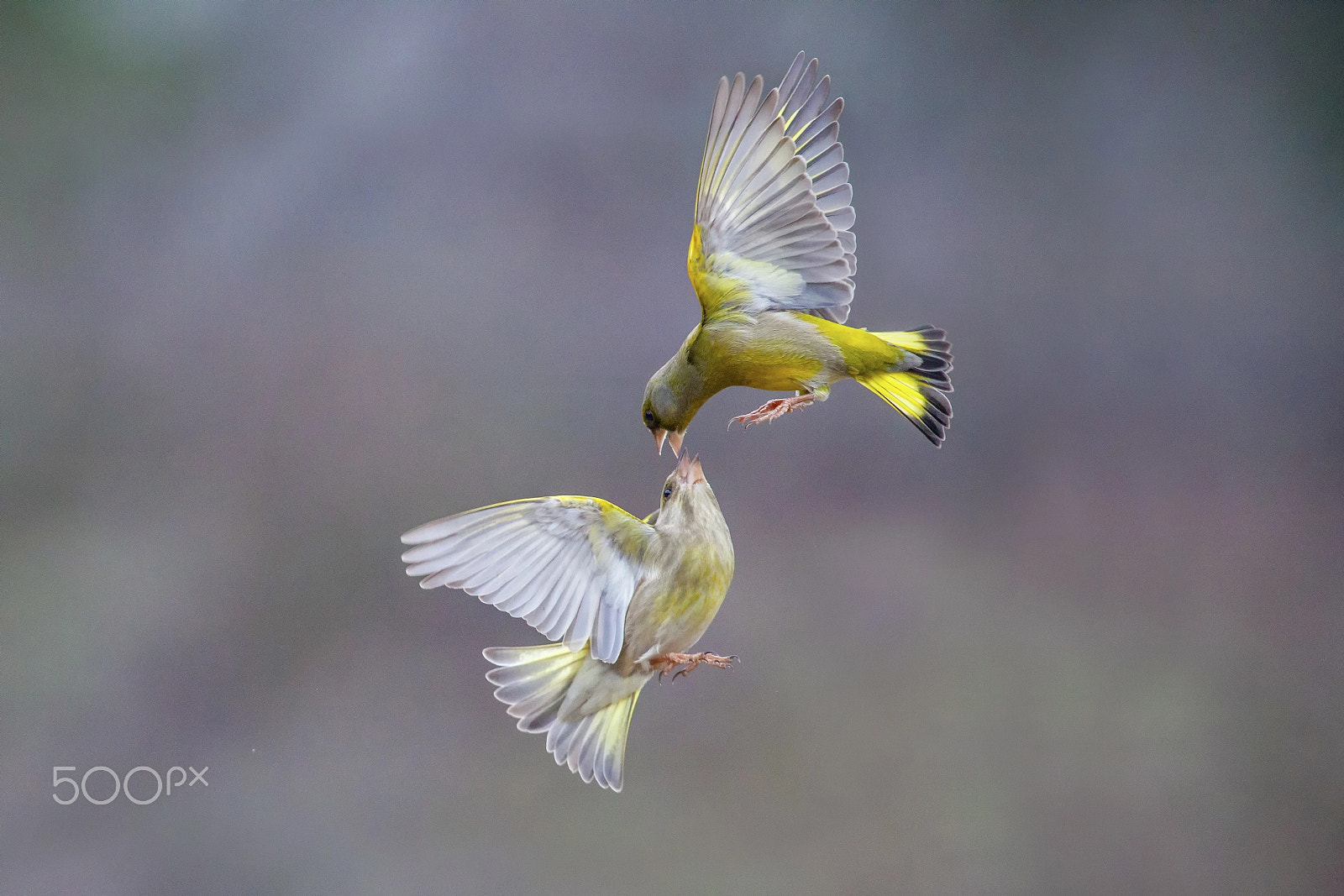 Canon EF 400mm F2.8L IS USM sample photo. Angel fight photography