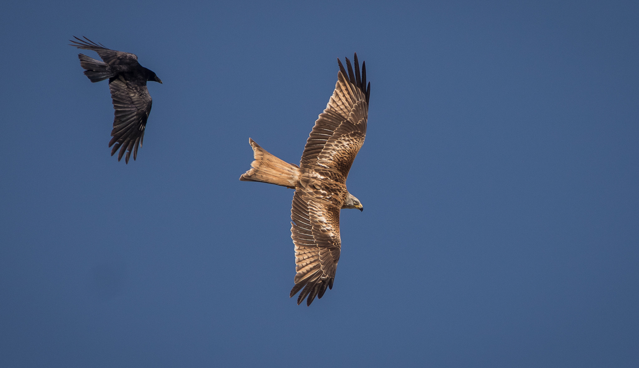 Canon EOS 7D Mark II + Canon EF 300mm f/2.8L + 1.4x sample photo. Milan royal photography