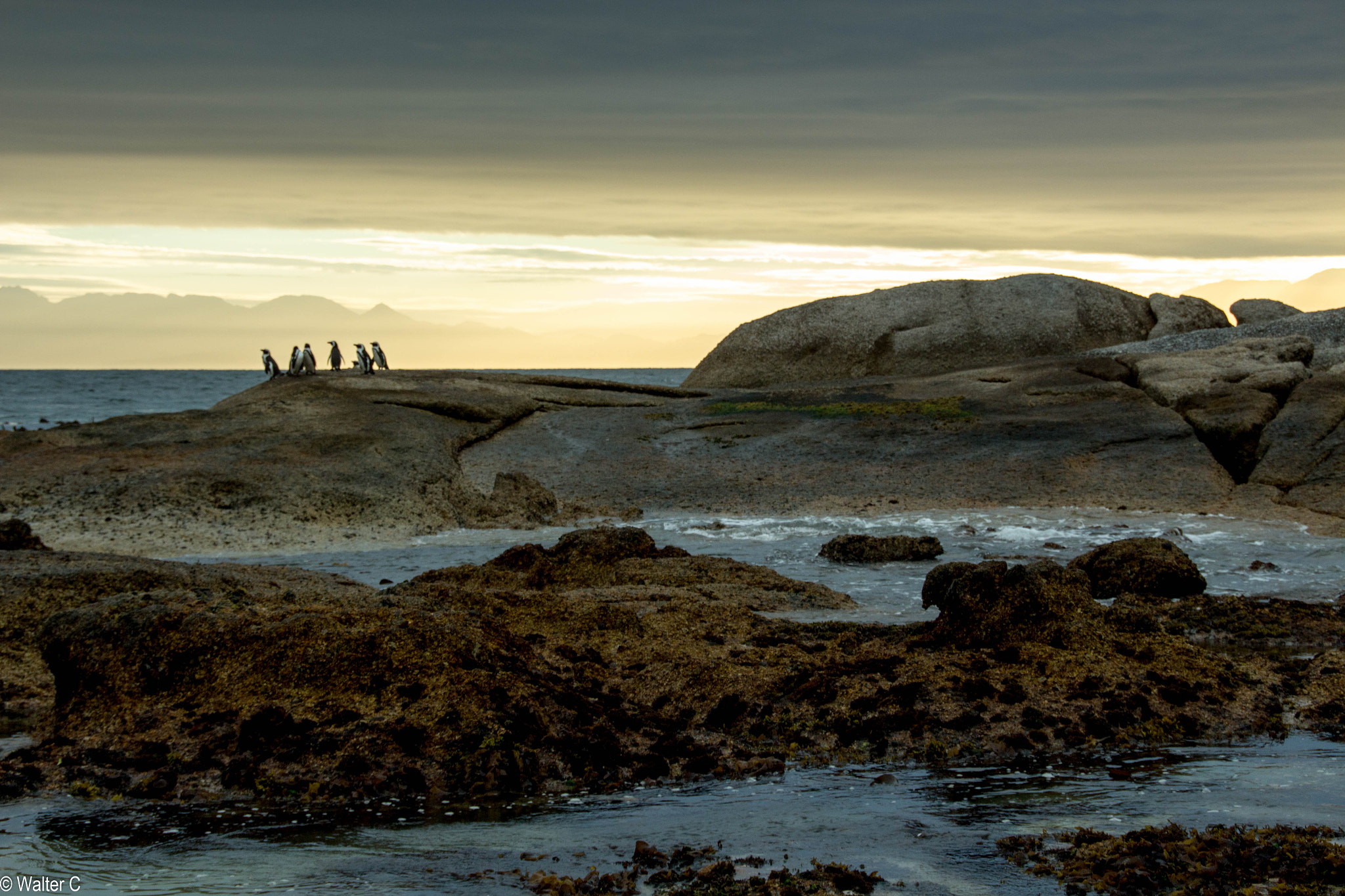 Canon EOS 650D (EOS Rebel T4i / EOS Kiss X6i) sample photo. Penguins on beach photography