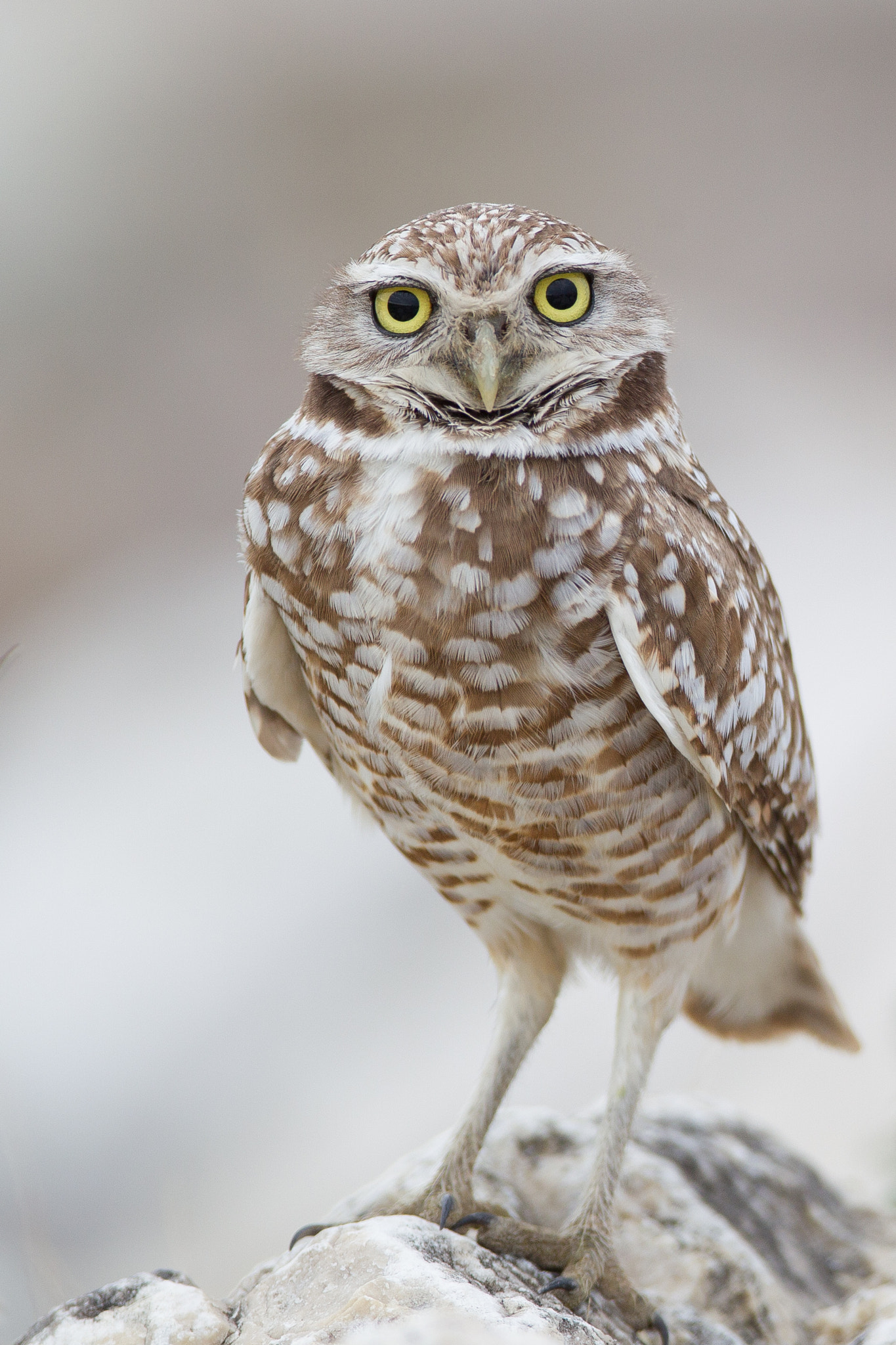 Canon EF 600mm f/4L IS sample photo. Burrowing owl photography