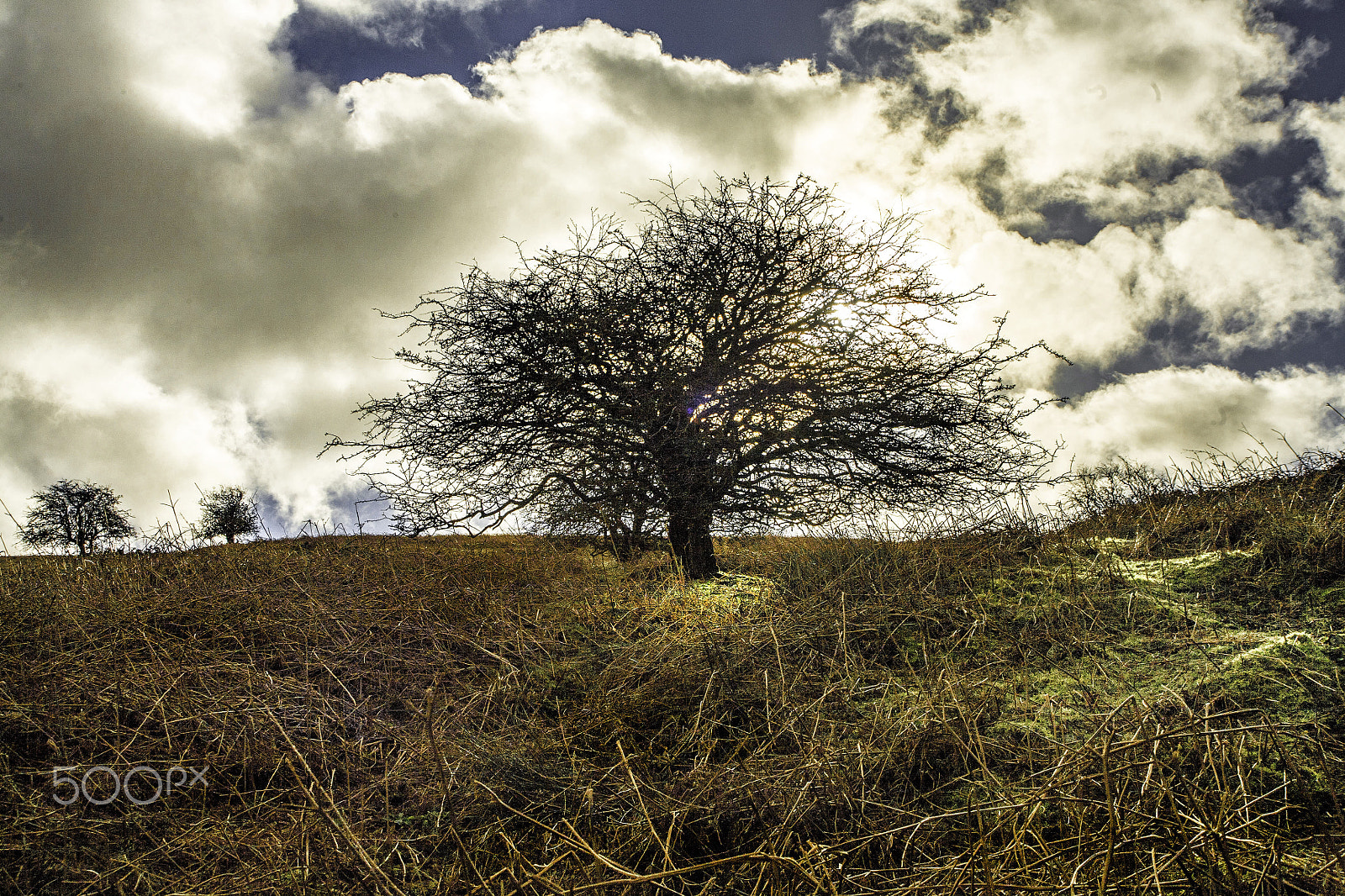 Canon EF 35-135mm f/4-5.6 USM sample photo. 3 trees photography