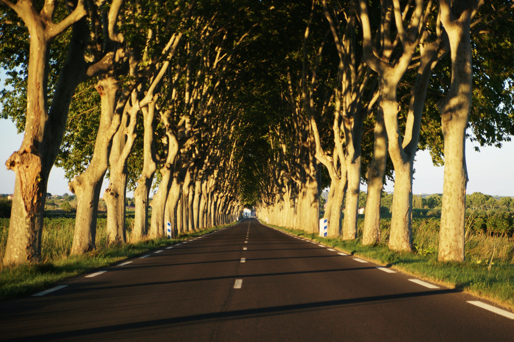 Sony Alpha DSLR-A850 + Sony 28-75mm F2.8 SAM sample photo. Des platanes... photography