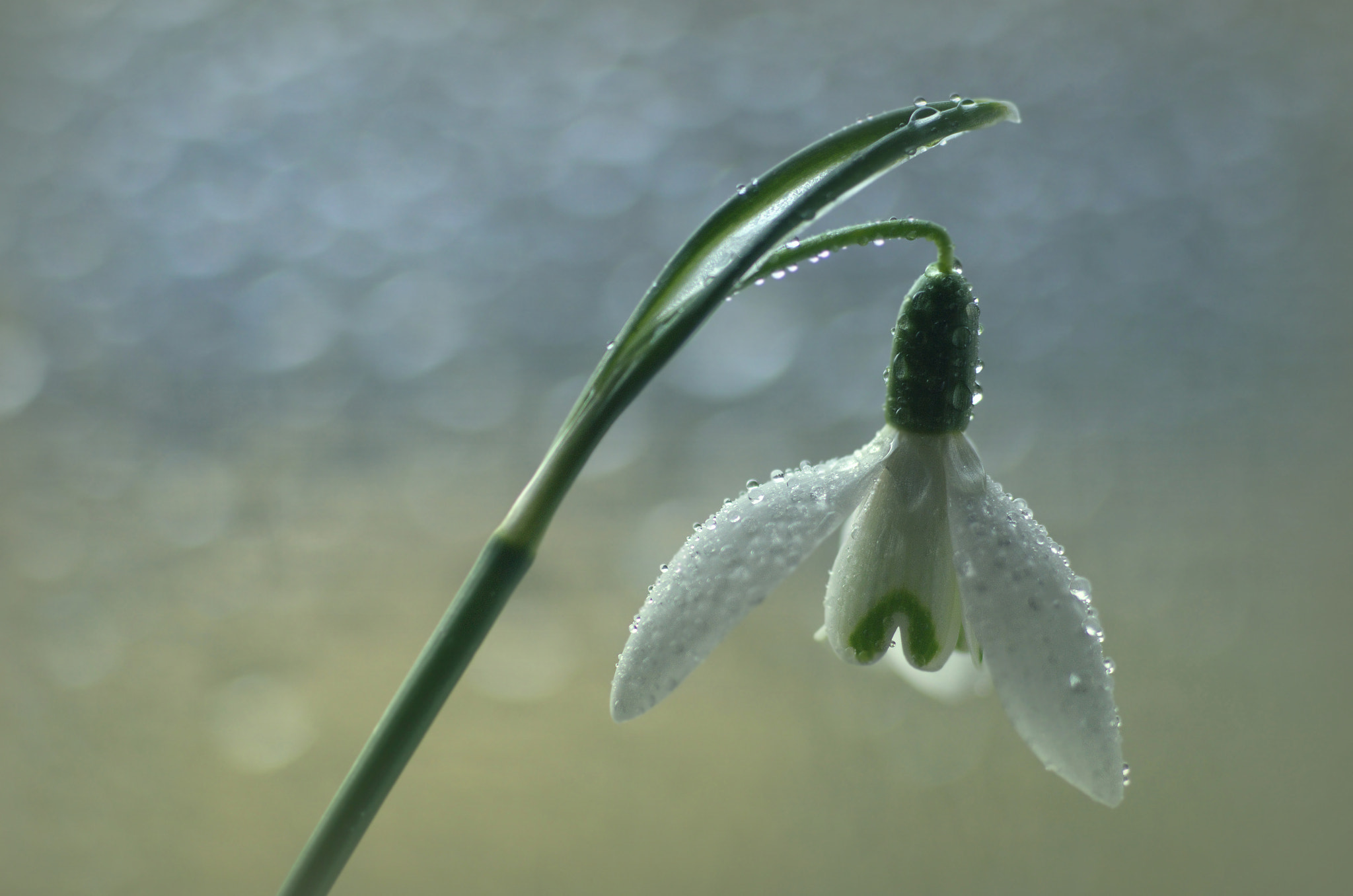 smc PENTAX-FA MACRO 100mm F3.5 sample photo. °white.dream° photography