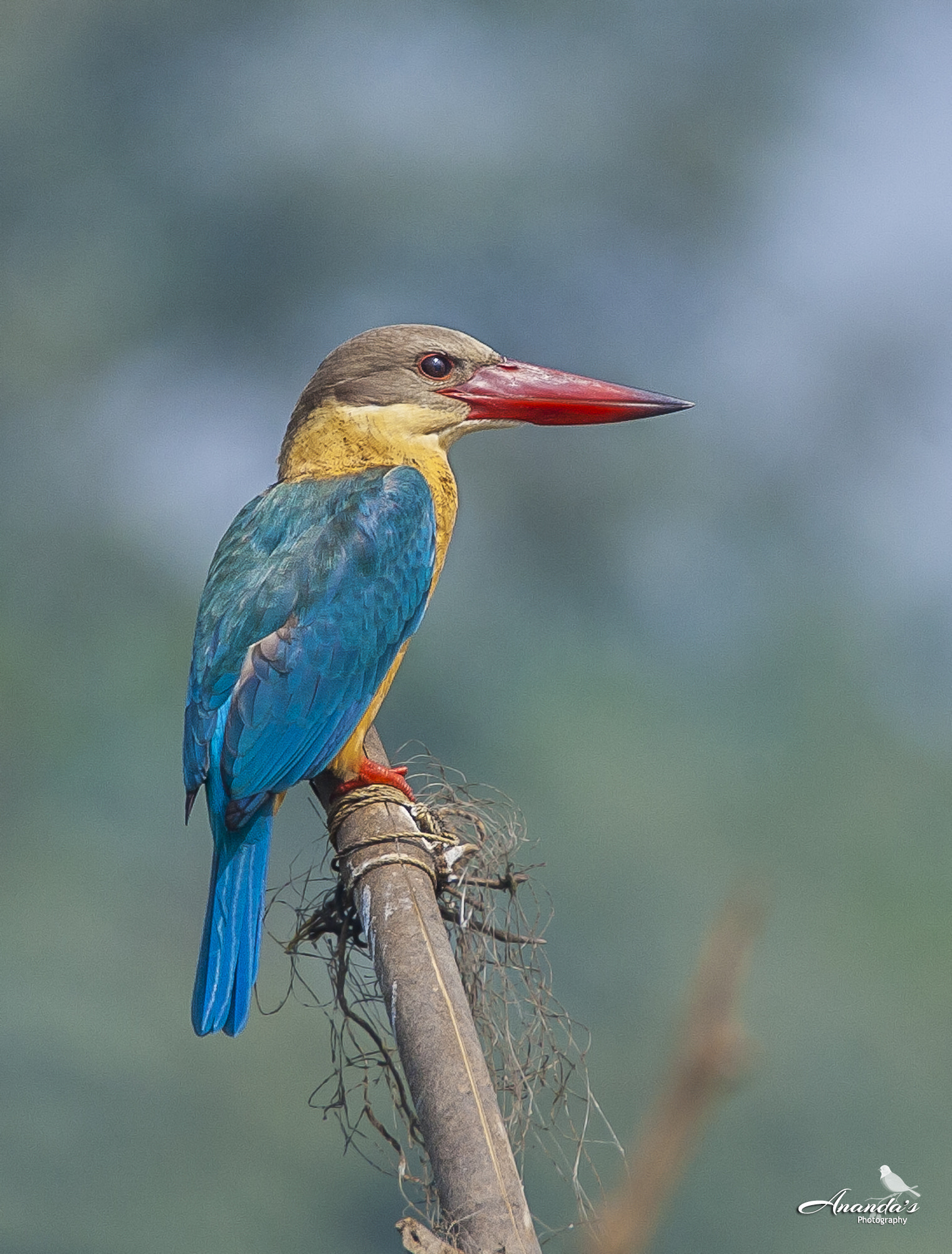 Tamron SP 150-600mm F5-6.3 Di VC USD sample photo. Waiting for the prey photography