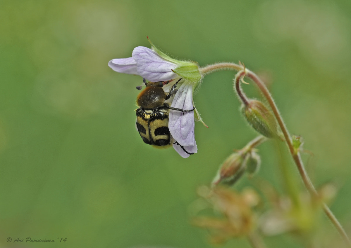 Sigma 150mm F2.8 EX DG OS Macro HSM sample photo. Bee-beetle feeding photography