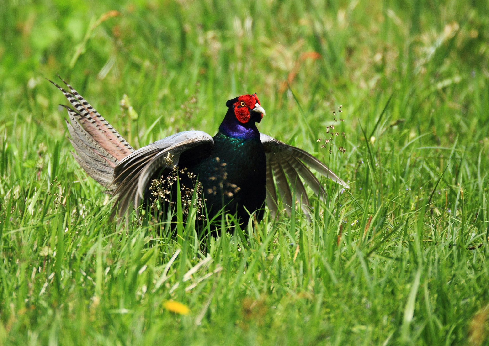 Canon EF 800mm F5.6L IS USM sample photo. キジ   母衣打ち- photography