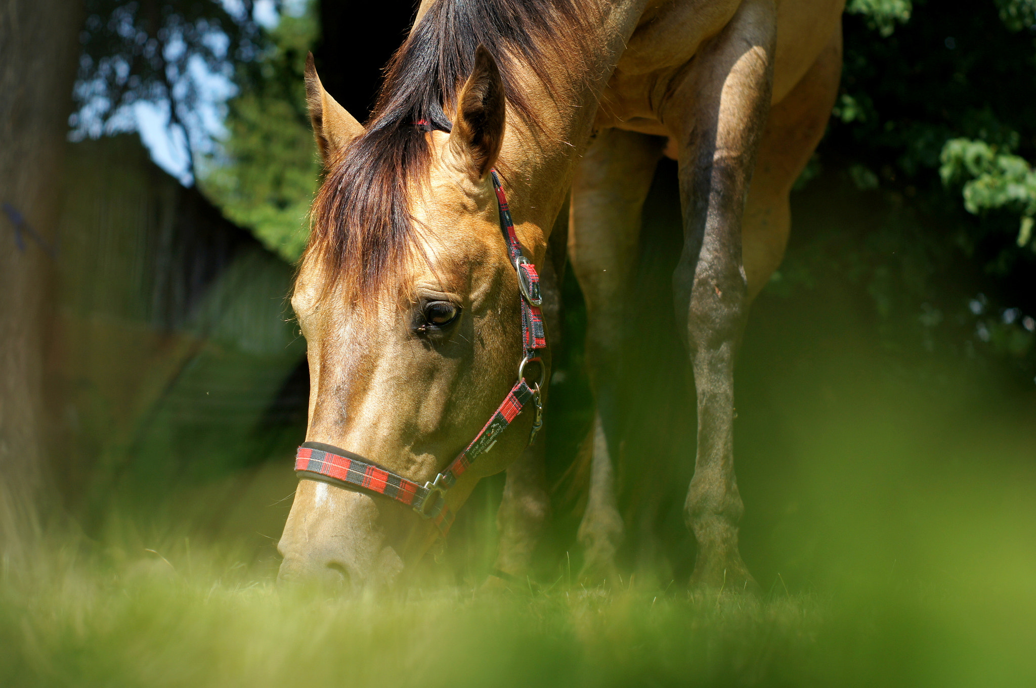 Sony Alpha DSLR-A580 + Minolta AF 50mm F1.7 sample photo. Wild horse photography