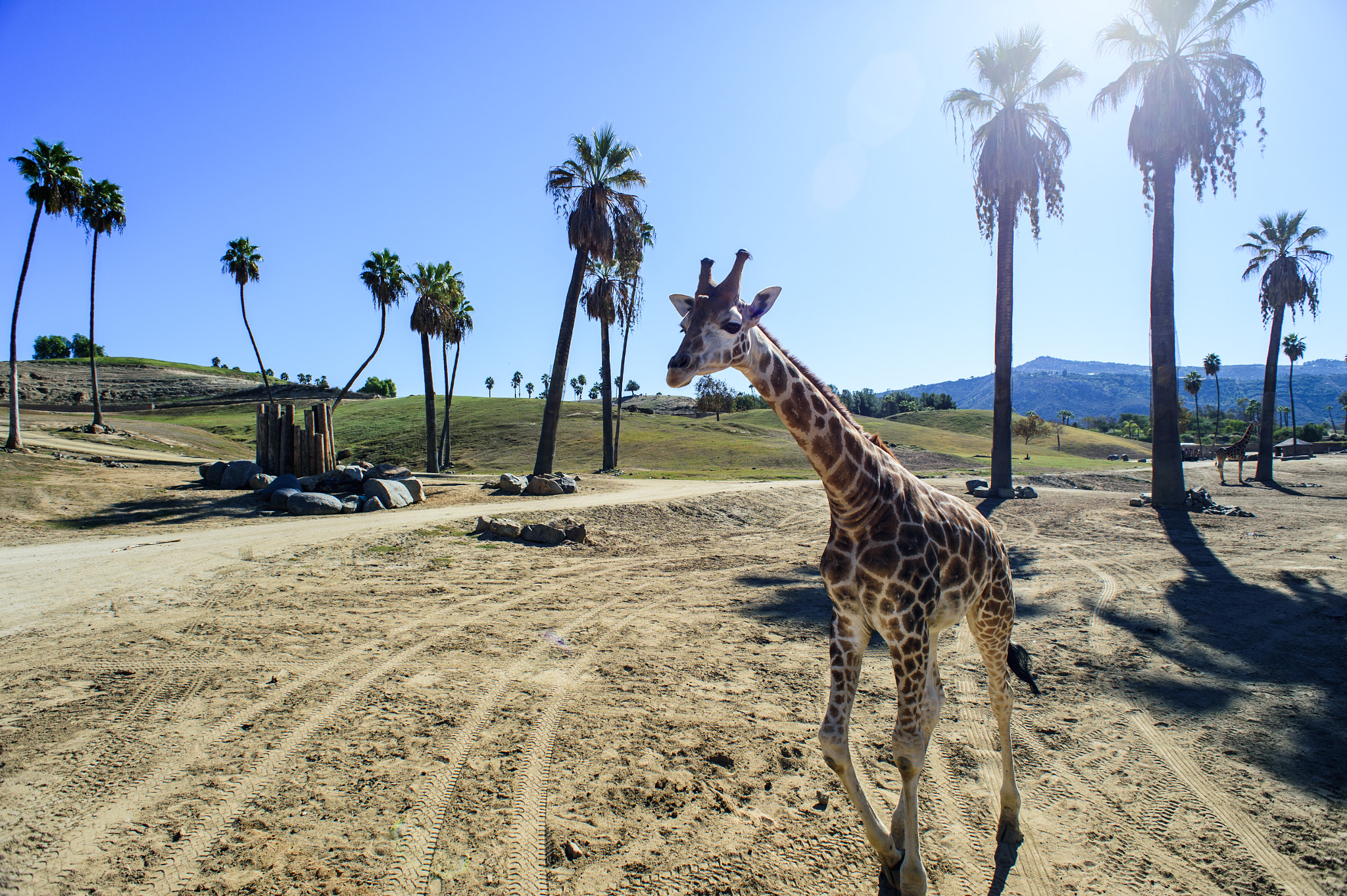 Nikon Df + Nikon AF Nikkor 20mm F2.8D sample photo. Giraffe photography