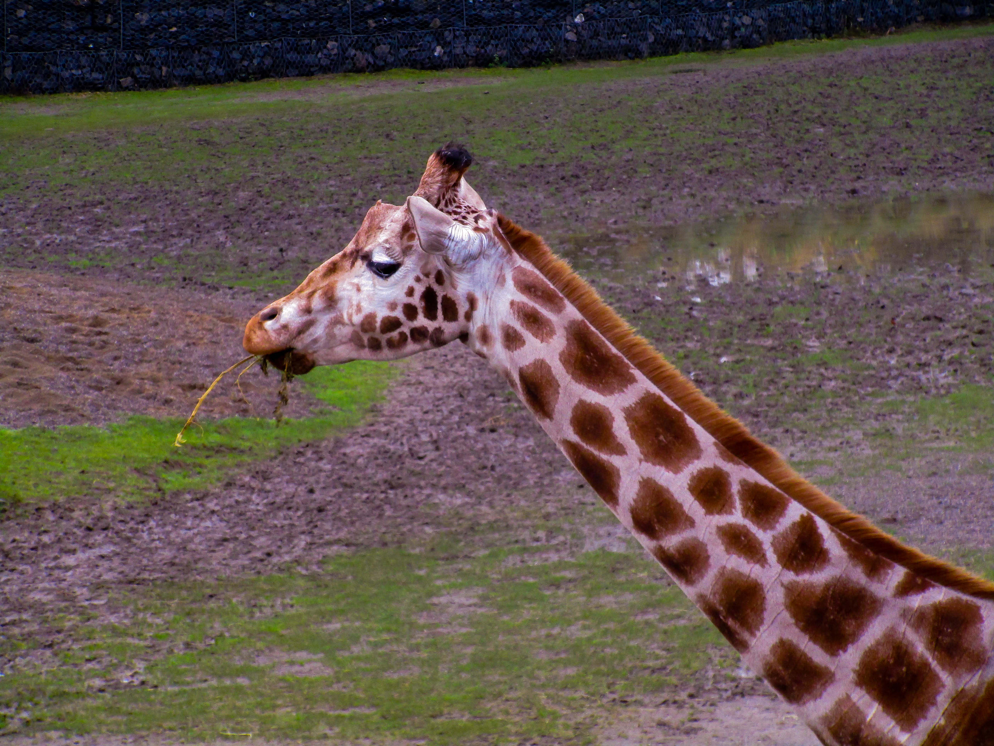 Canon PowerShot ELPH 170 IS (IXUS 170 / IXY 170) sample photo. Hungry giraffe photography