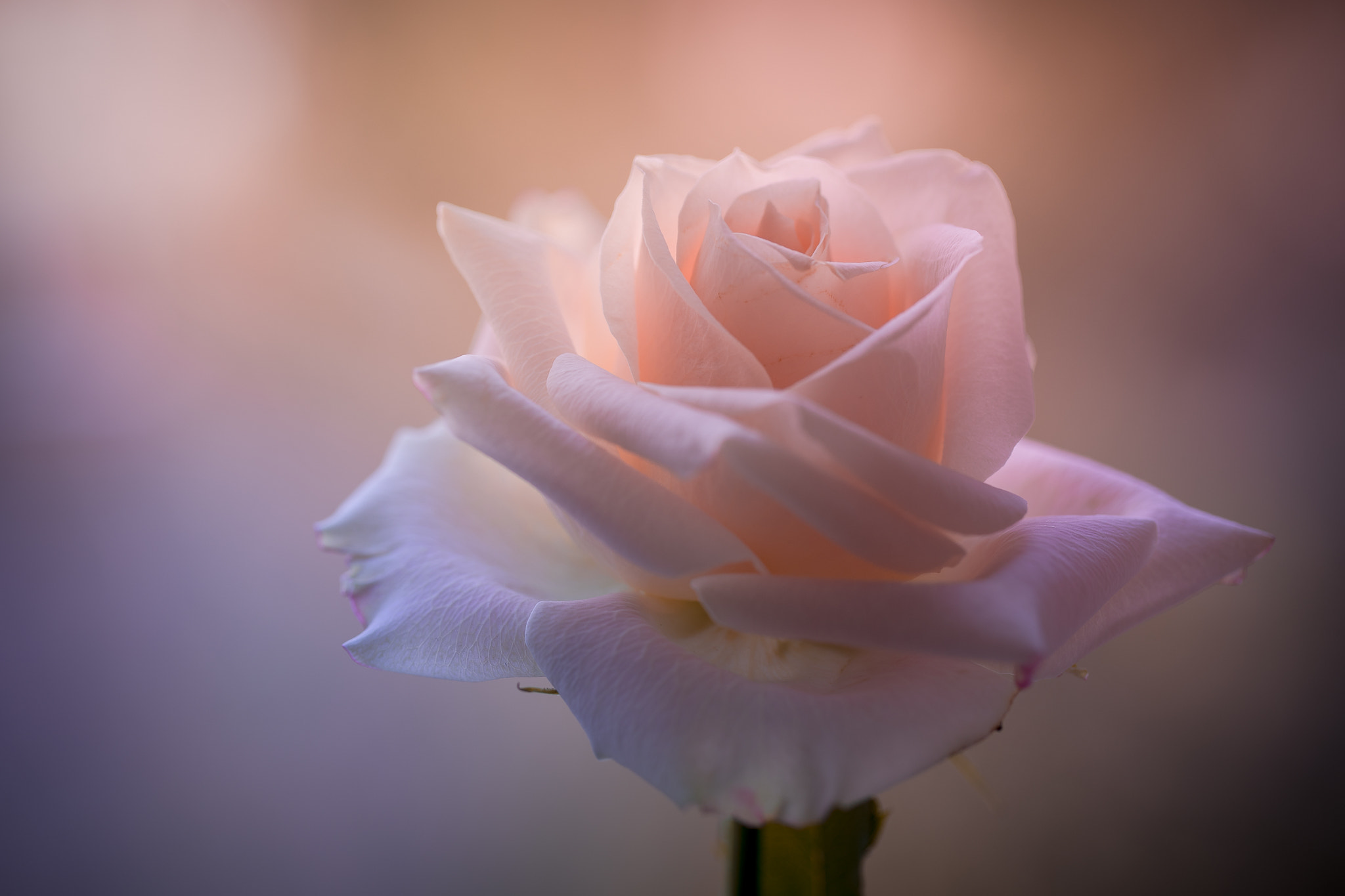 Sony a7 II + Canon EF 100mm F2.8L Macro IS USM sample photo. Queen of flowers... photography