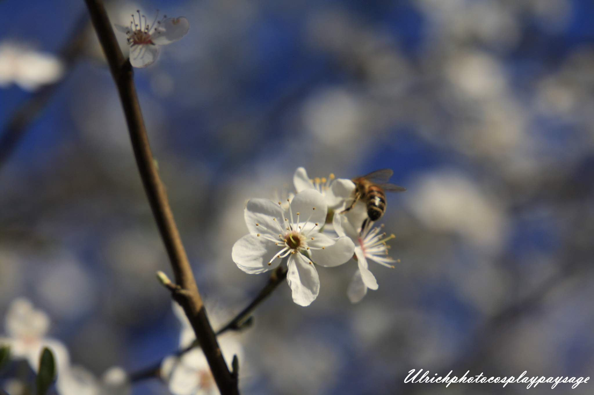 Canon EF 24-105mm F3.5-5.6 IS STM sample photo. Petite fleur avec abeille photography