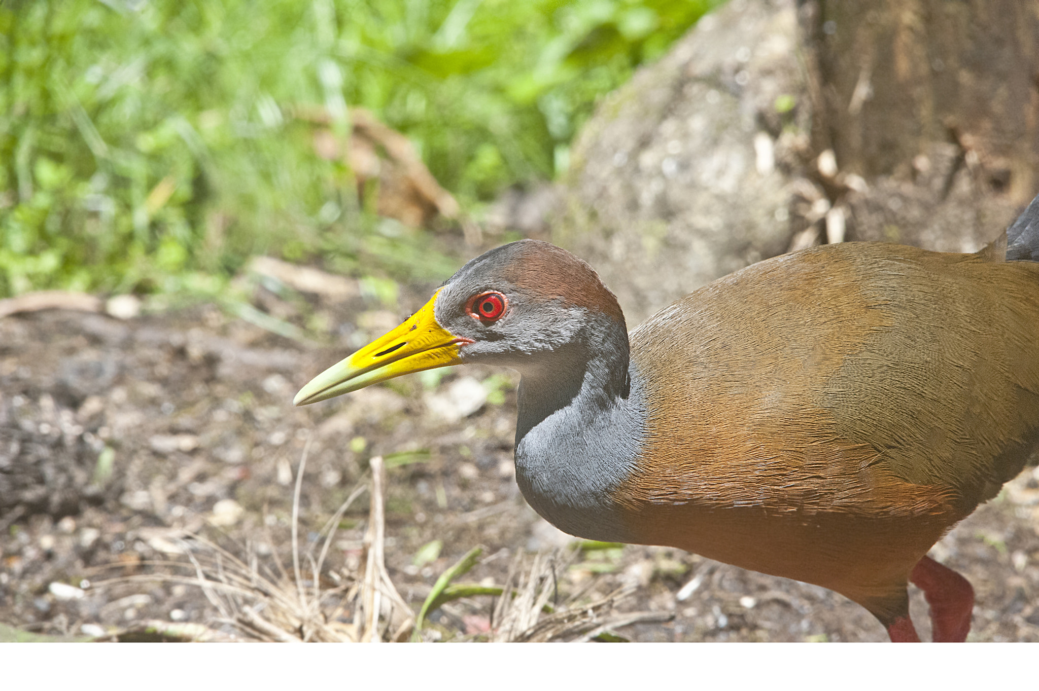 Sigma 150-500mm F5-6.3 DG OS HSM sample photo. Gray necked wood rail photography
