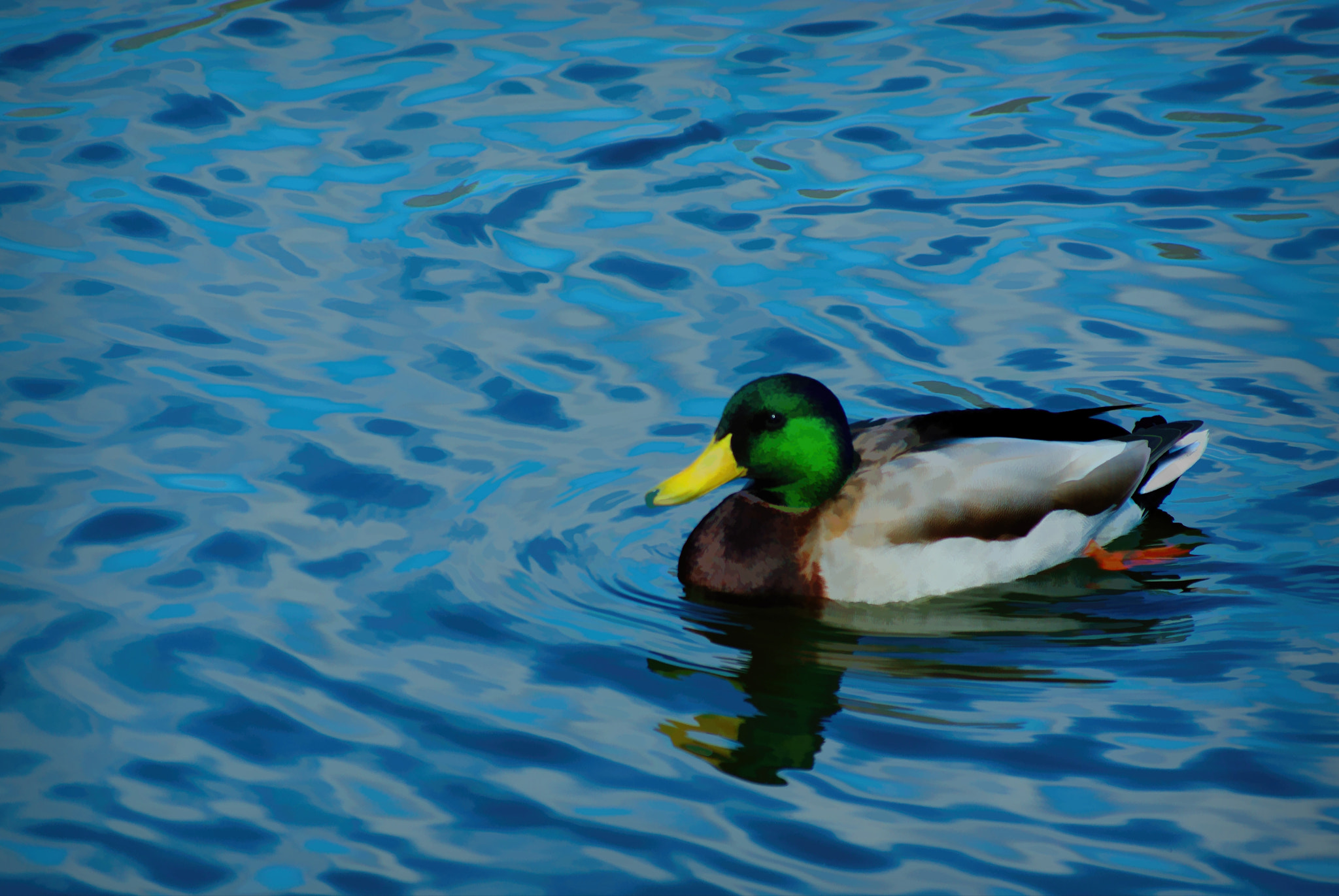 Pentax K10D sample photo. Mallard photography