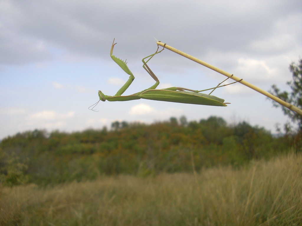 Pentax OPTIO 30 sample photo. Mantis photography
