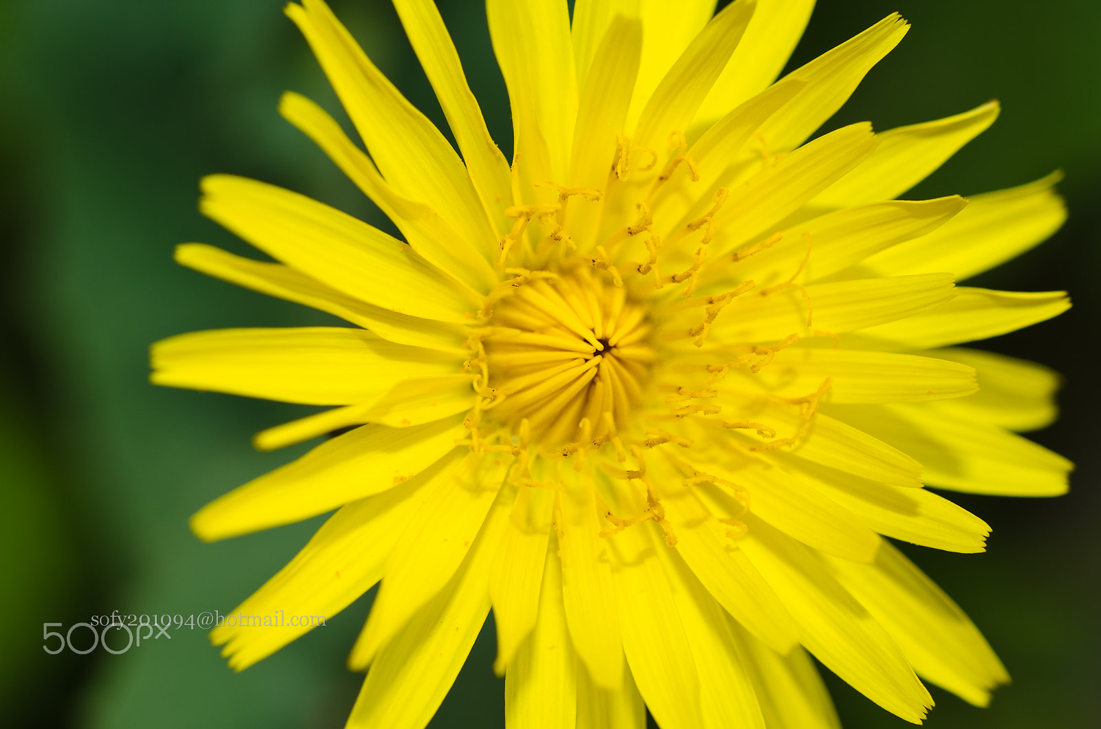 Nikon D7000 + Sigma 50mm F2.8 EX DG Macro sample photo. Flower season... photography