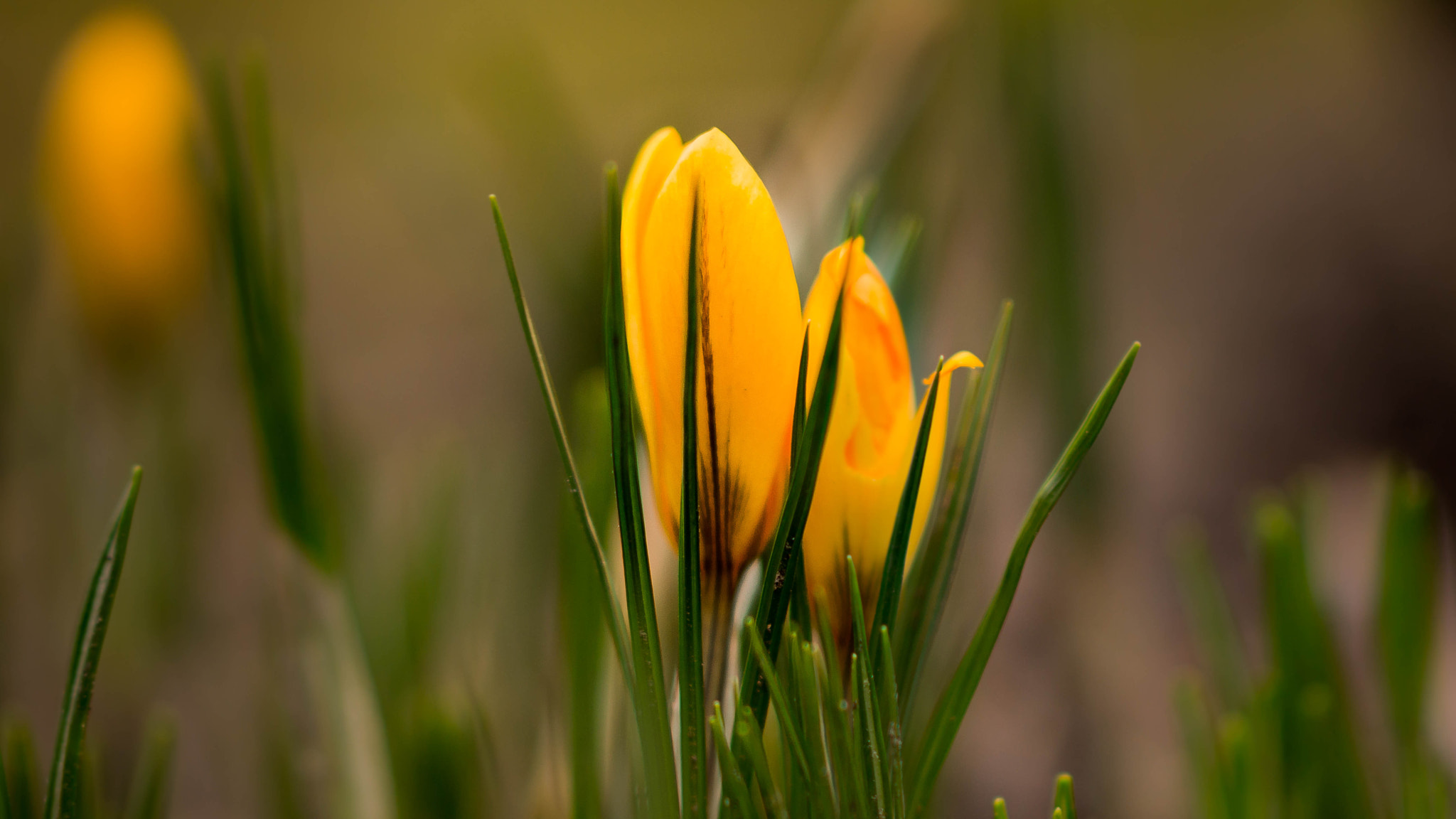 Sony Sonnar T* 135mm F1.8 ZA sample photo. Spring ? photography