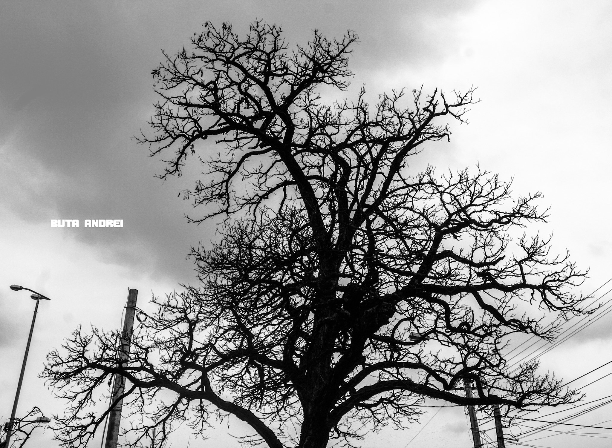 Canon EOS 400D (EOS Digital Rebel XTi / EOS Kiss Digital X) sample photo. Tree of life photography