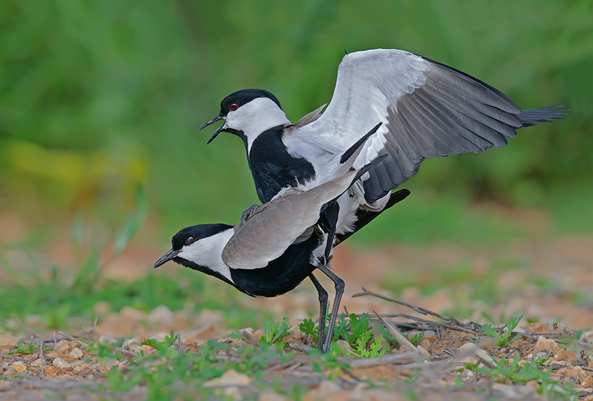 Nikon D300S + Nikon AF-S Nikkor 500mm F4G ED VR sample photo. Only love .... spur-winged lapwing. photography