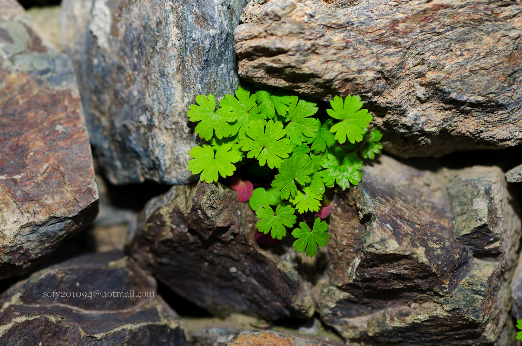 Nikon D7000 + Sigma 50mm F2.8 EX DG Macro sample photo. No way photography