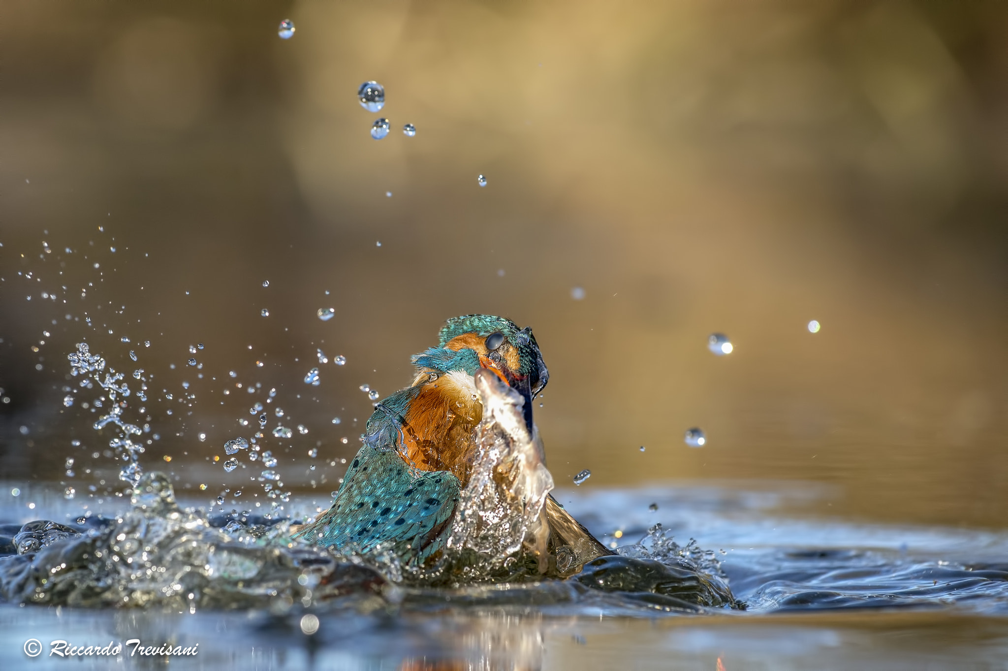 Nikon AF-S Nikkor 70-200mm F4G ED VR sample photo. Kingfiher photography