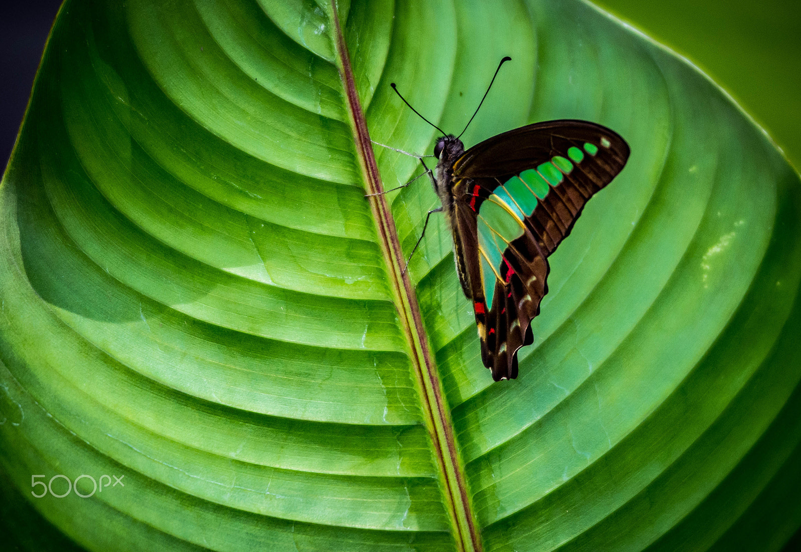 Sigma 120-400mm F4.5-5.6 DG OS HSM sample photo. Glass wing butterfly photography