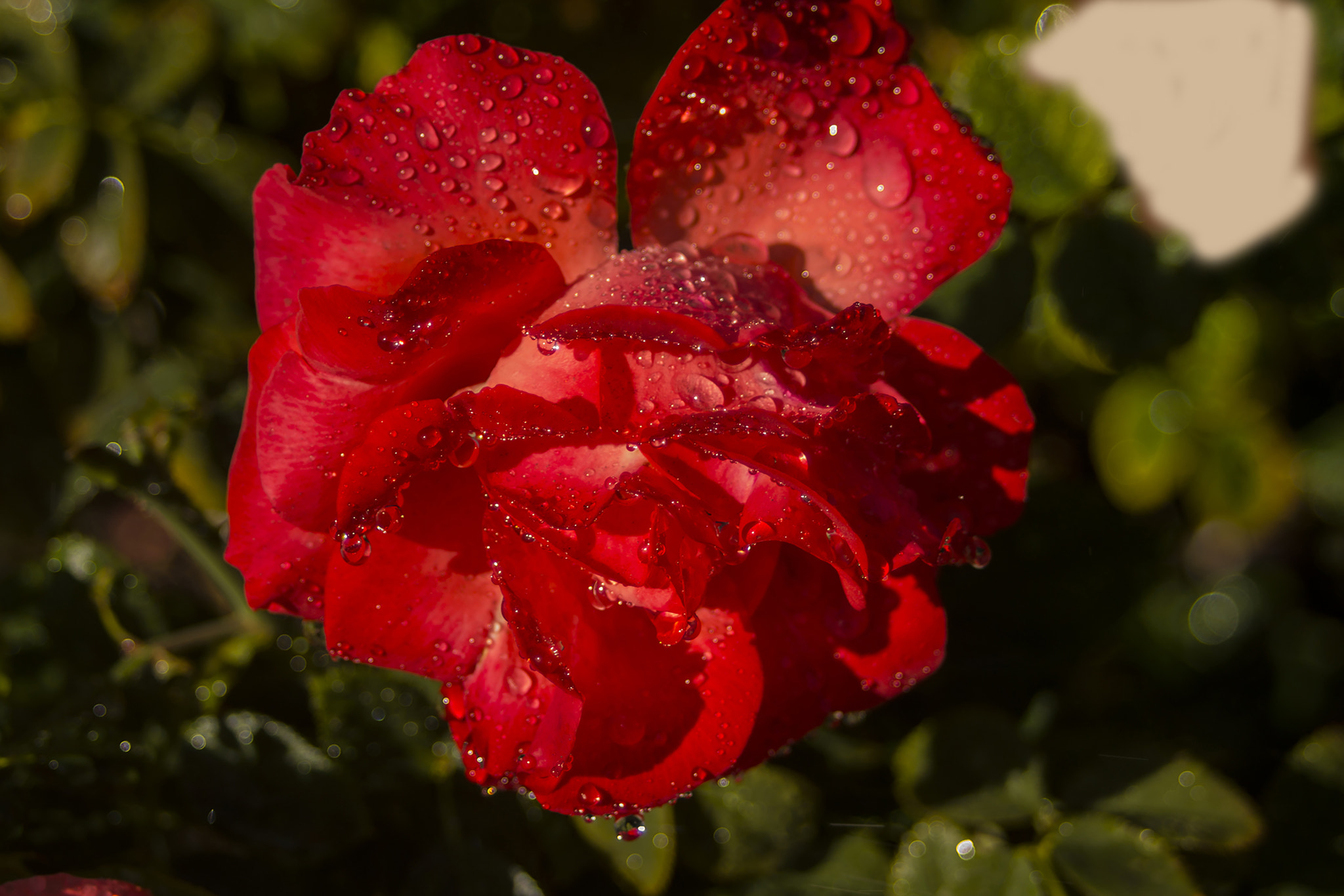 Canon EF 35-80mm f/4-5.6 sample photo. Rose photography