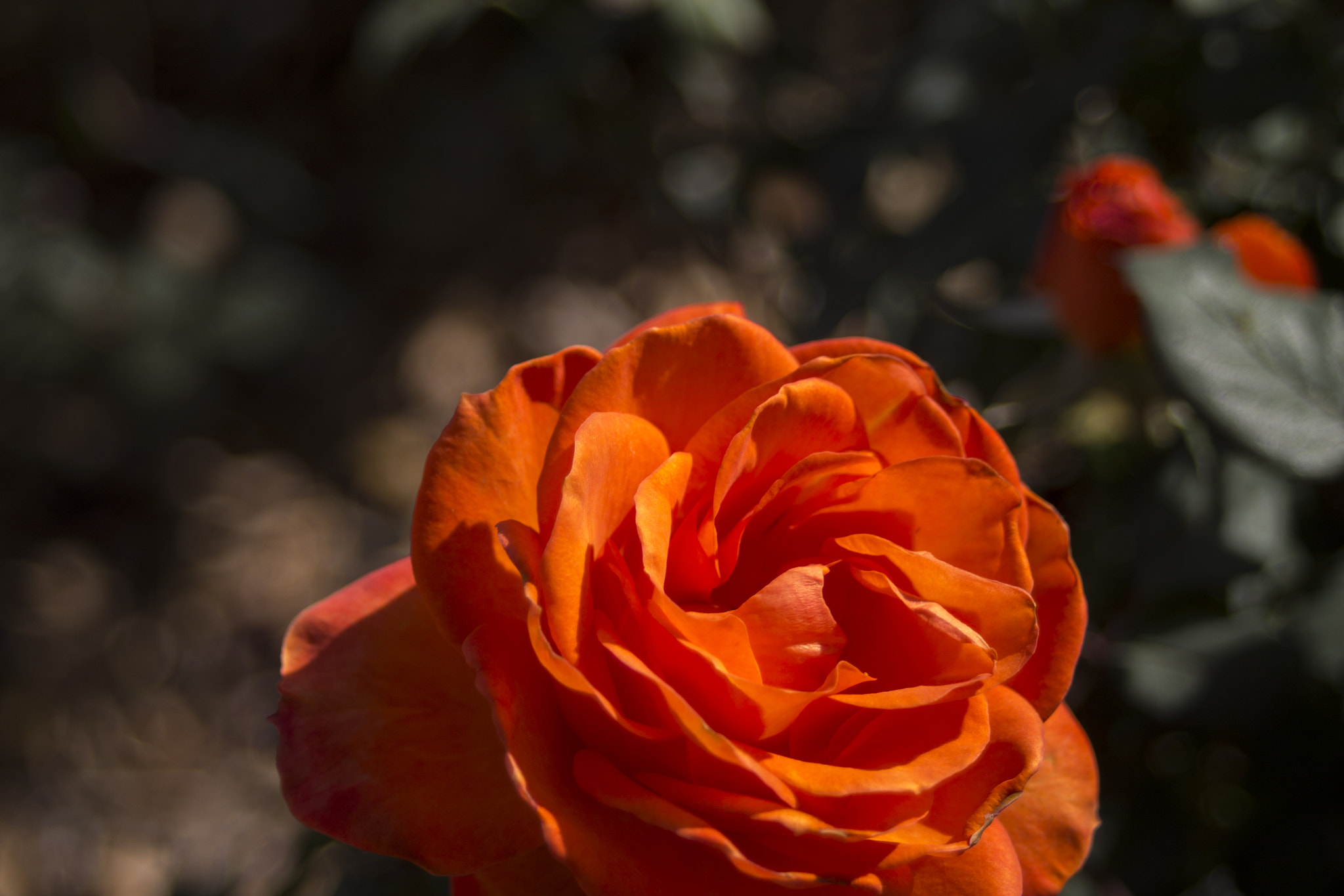Canon EF 35-80mm f/4-5.6 sample photo. 20160127_6875.jpg photography