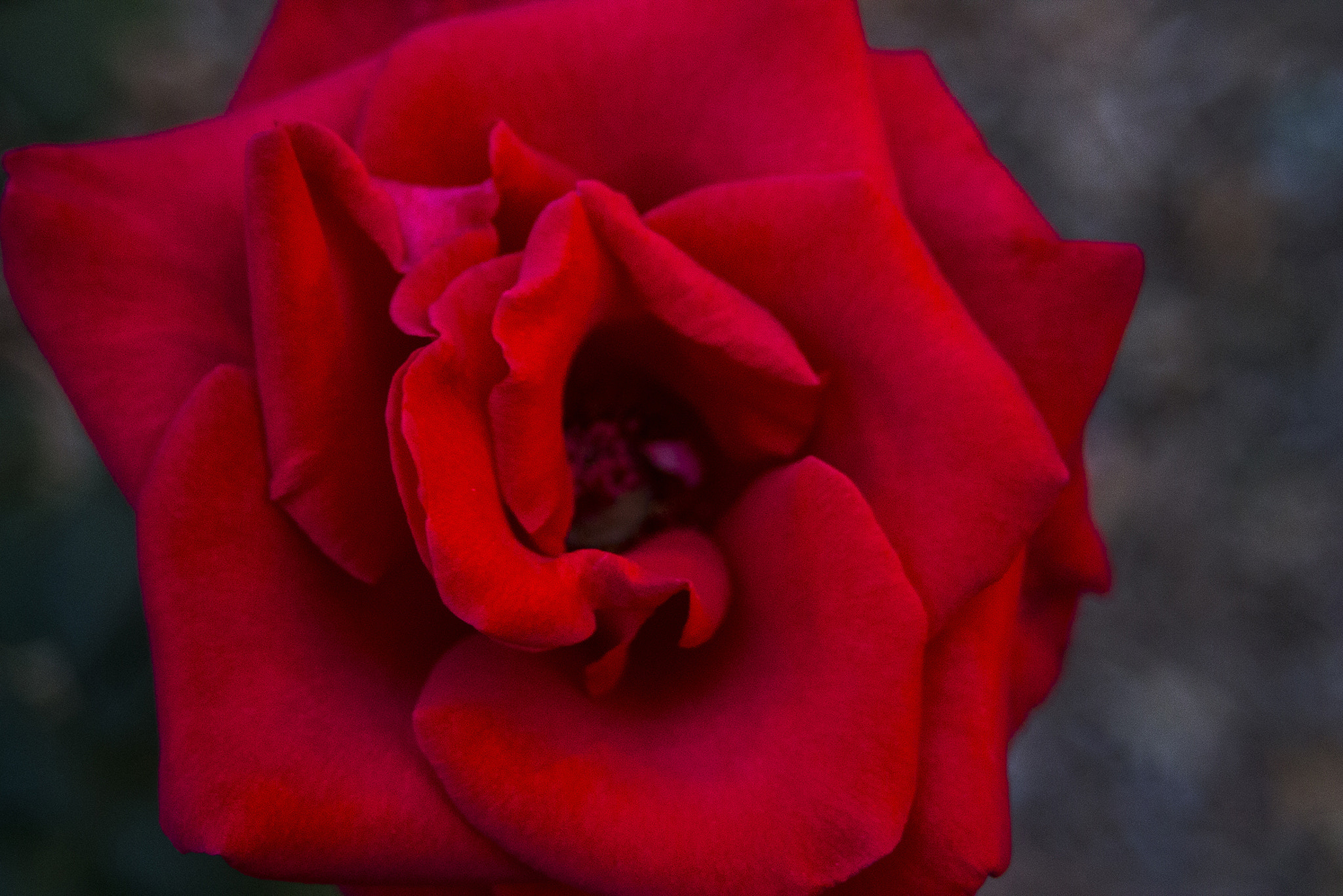 Canon EF 35-80mm f/4-5.6 sample photo. 20160127_6878.jpg photography