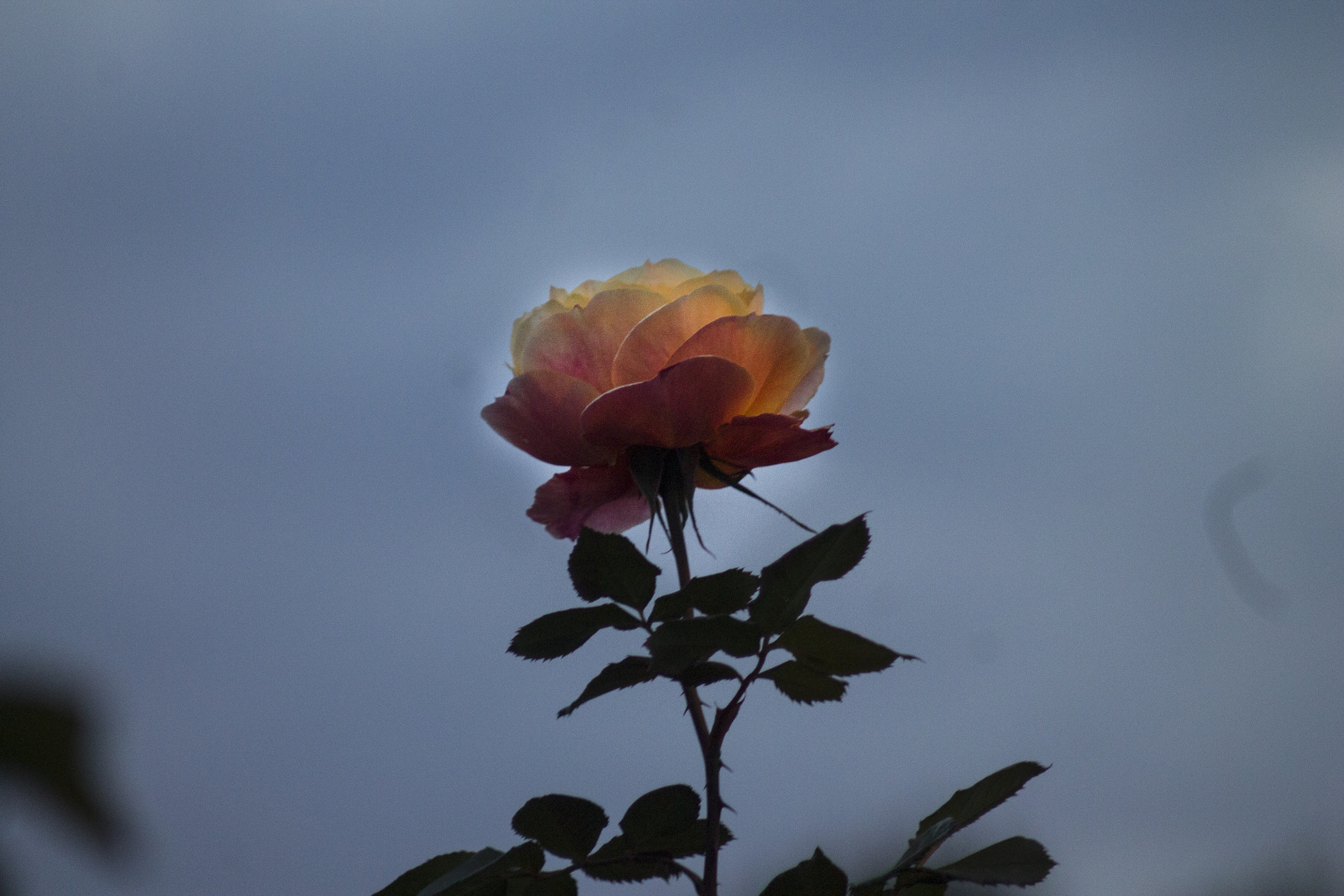 Canon EF 80-200mm F4.5-5.6 II sample photo. 20160127_6883.jpg photography