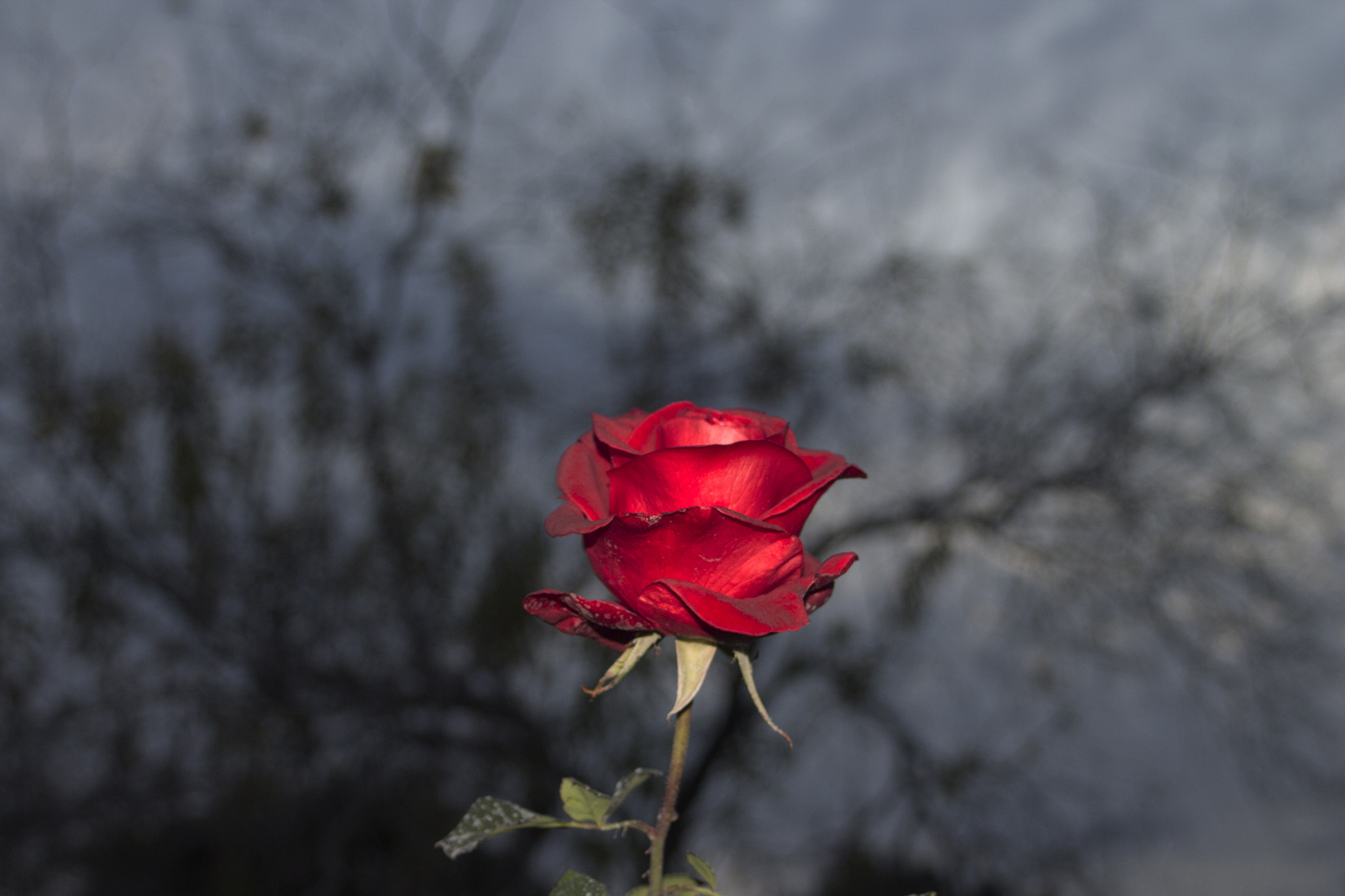 Canon EF 35-80mm f/4-5.6 sample photo. 20160127_6884.jpg photography