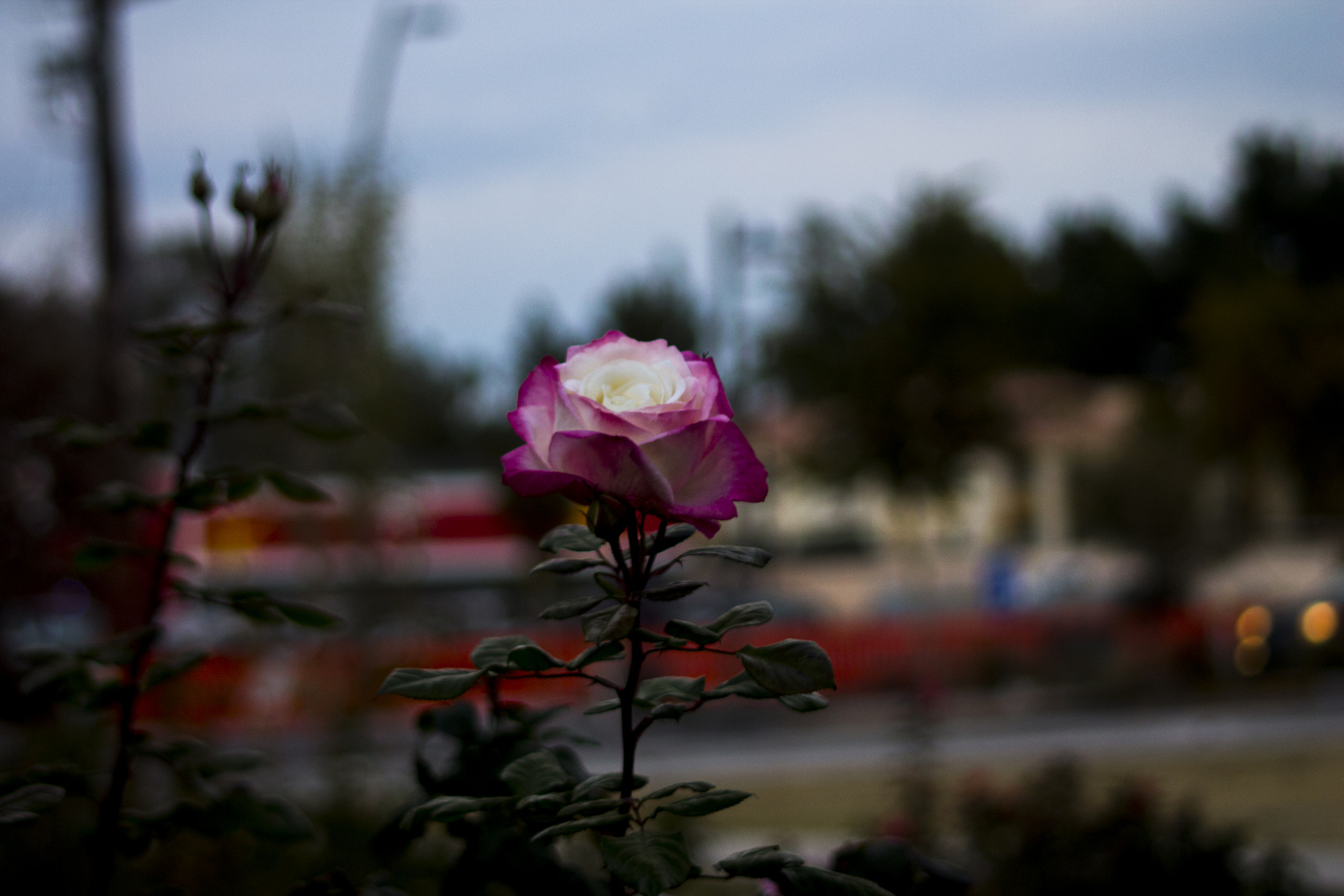 Canon EF 80-200mm F4.5-5.6 II sample photo. Floating flower photography