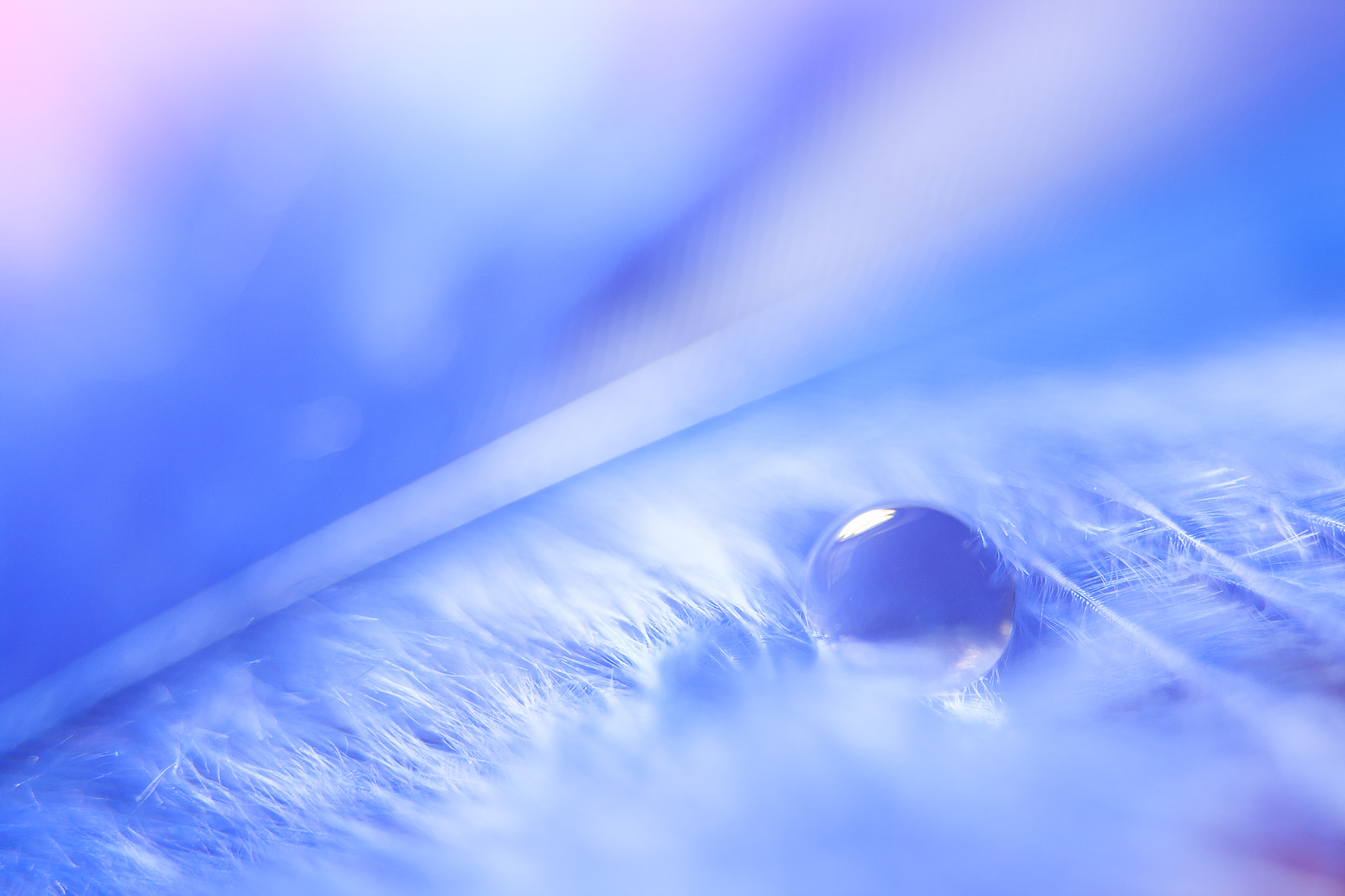 Canon EF 28-80mm f/3.5-5.6 sample photo. Blue caress photography