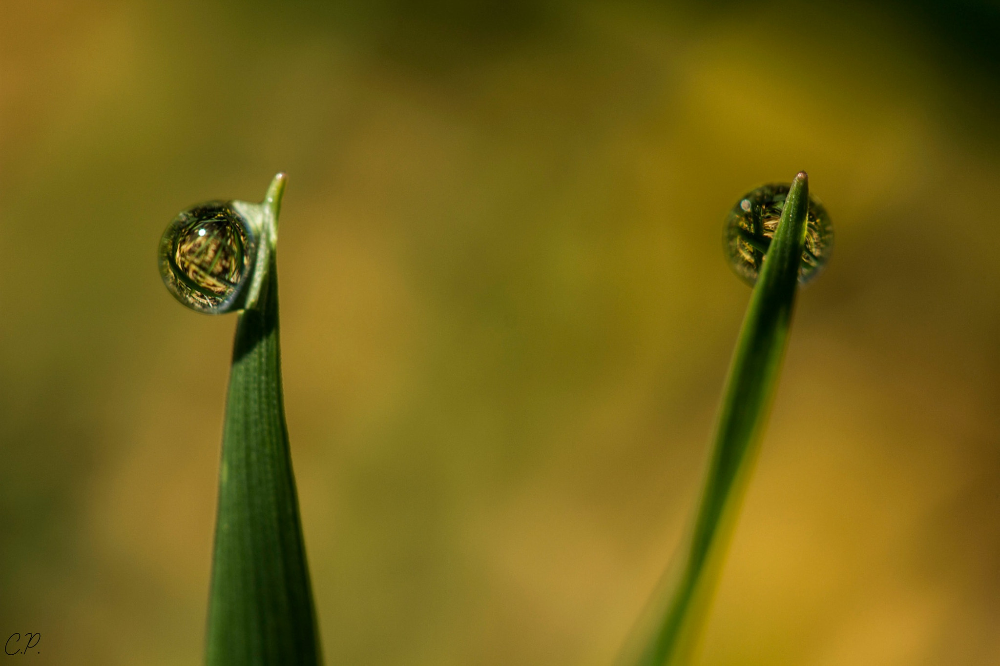 Canon EF 100mm F2.8 Macro USM sample photo. Different opinions... photography