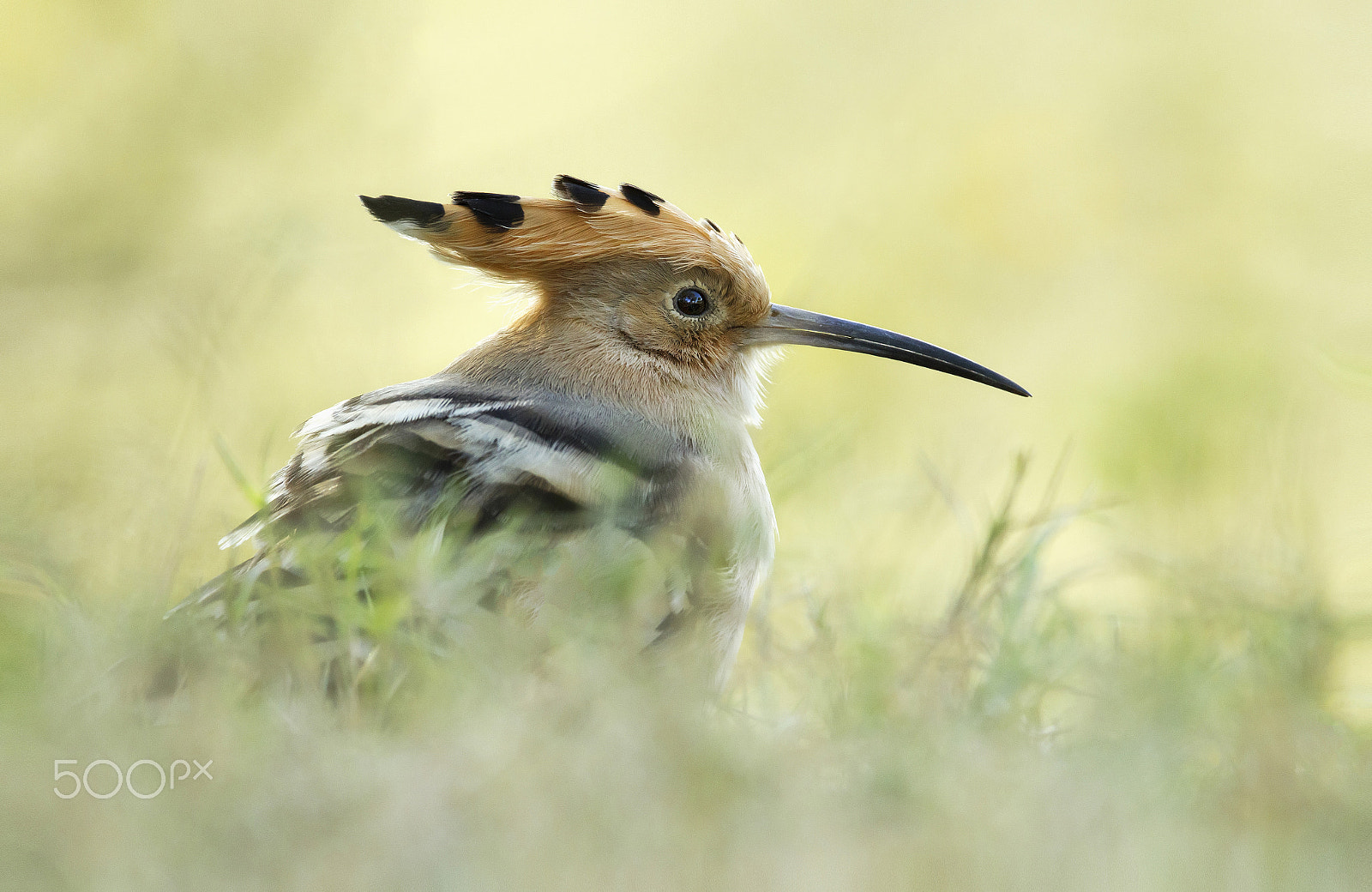 Canon EF 300mm F2.8L IS USM sample photo. Hoopoe photography