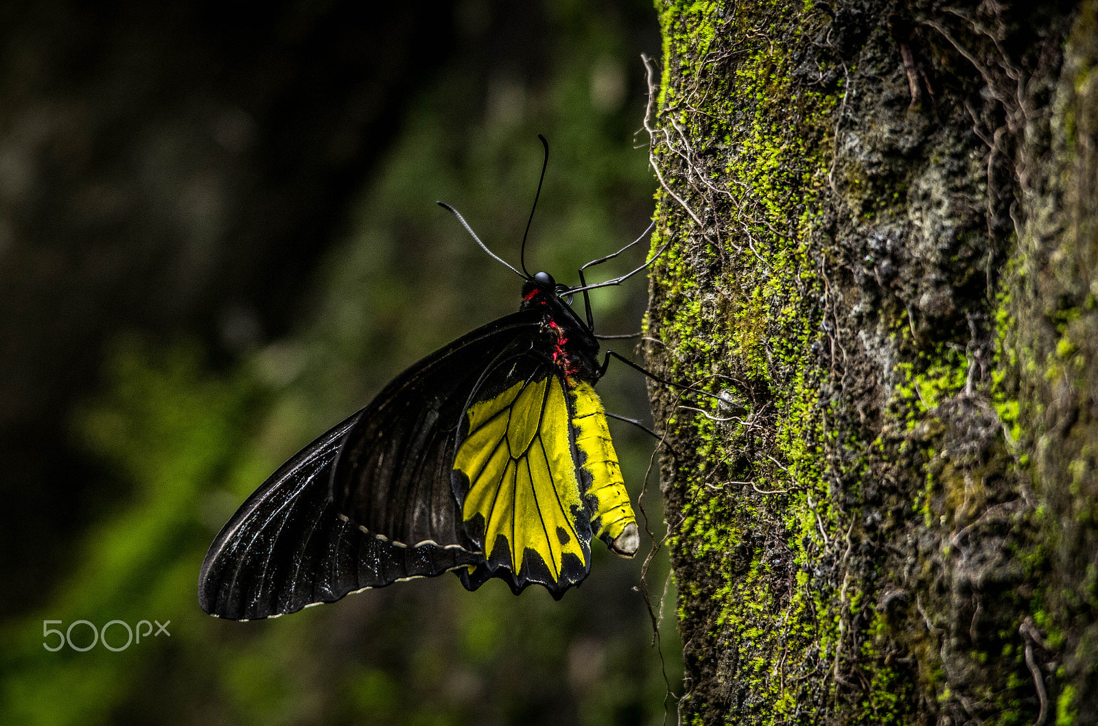 Sigma 120-400mm F4.5-5.6 DG OS HSM sample photo. Butterfly photography