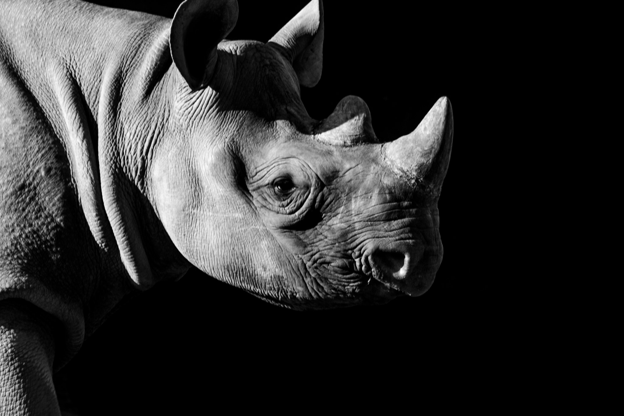 Canon EOS 7D + Canon EF 100-300mm f/5.6L sample photo. Rhinoceros photography