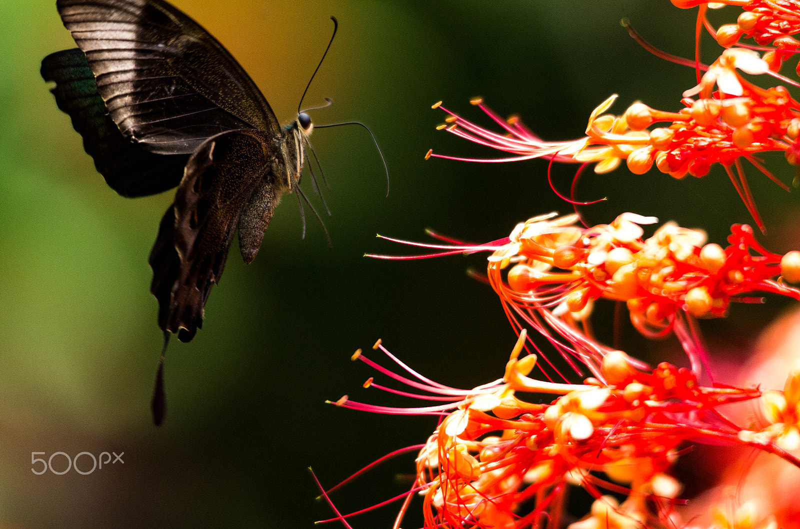 Sigma 120-400mm F4.5-5.6 DG OS HSM sample photo. Butterfly photography