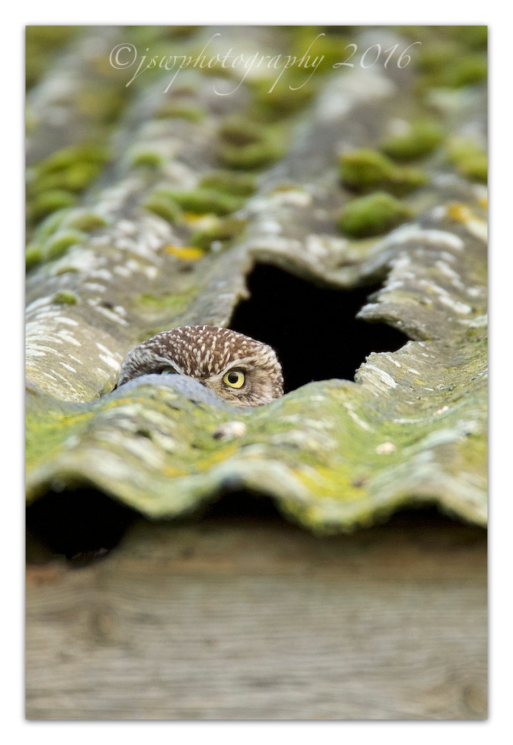 Canon EF 600mm F4L IS USM sample photo. I spy with my little eye... photography