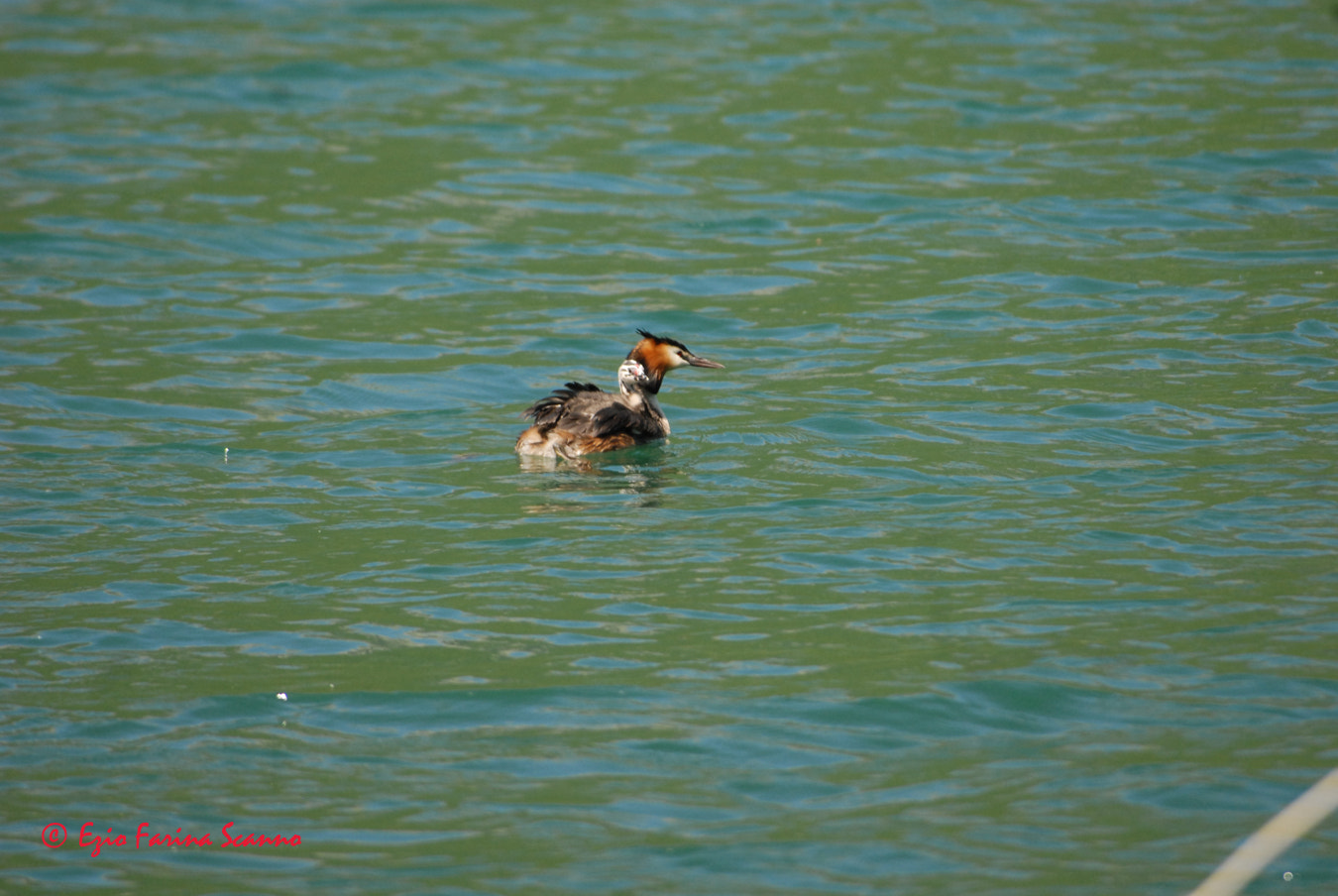 Nikon D200 + Sigma 80-400mm F4.5-5.6 EX OS sample photo. Svasso maggiore photography