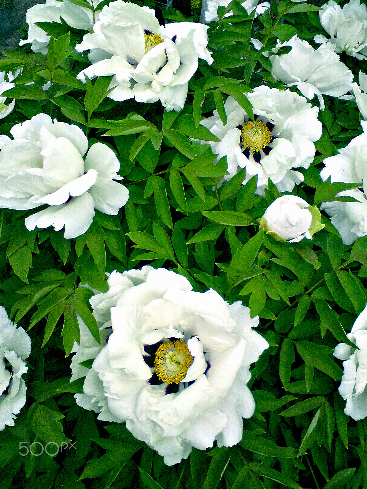 Sony Ericsson C902 sample photo. Paeonia photography