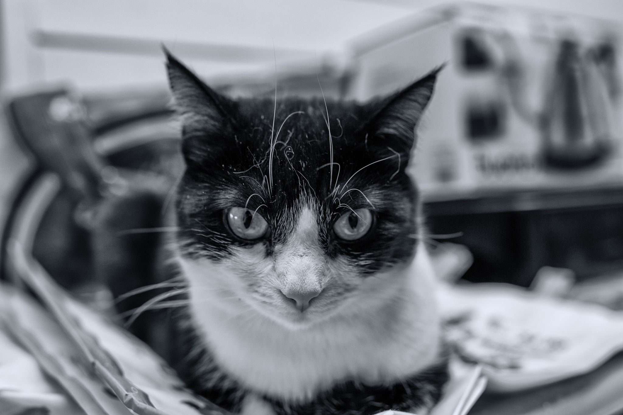 Nikon D3X + Nikon AF-S Nikkor 35mm F1.4G sample photo. Lizzy is looking for... photography