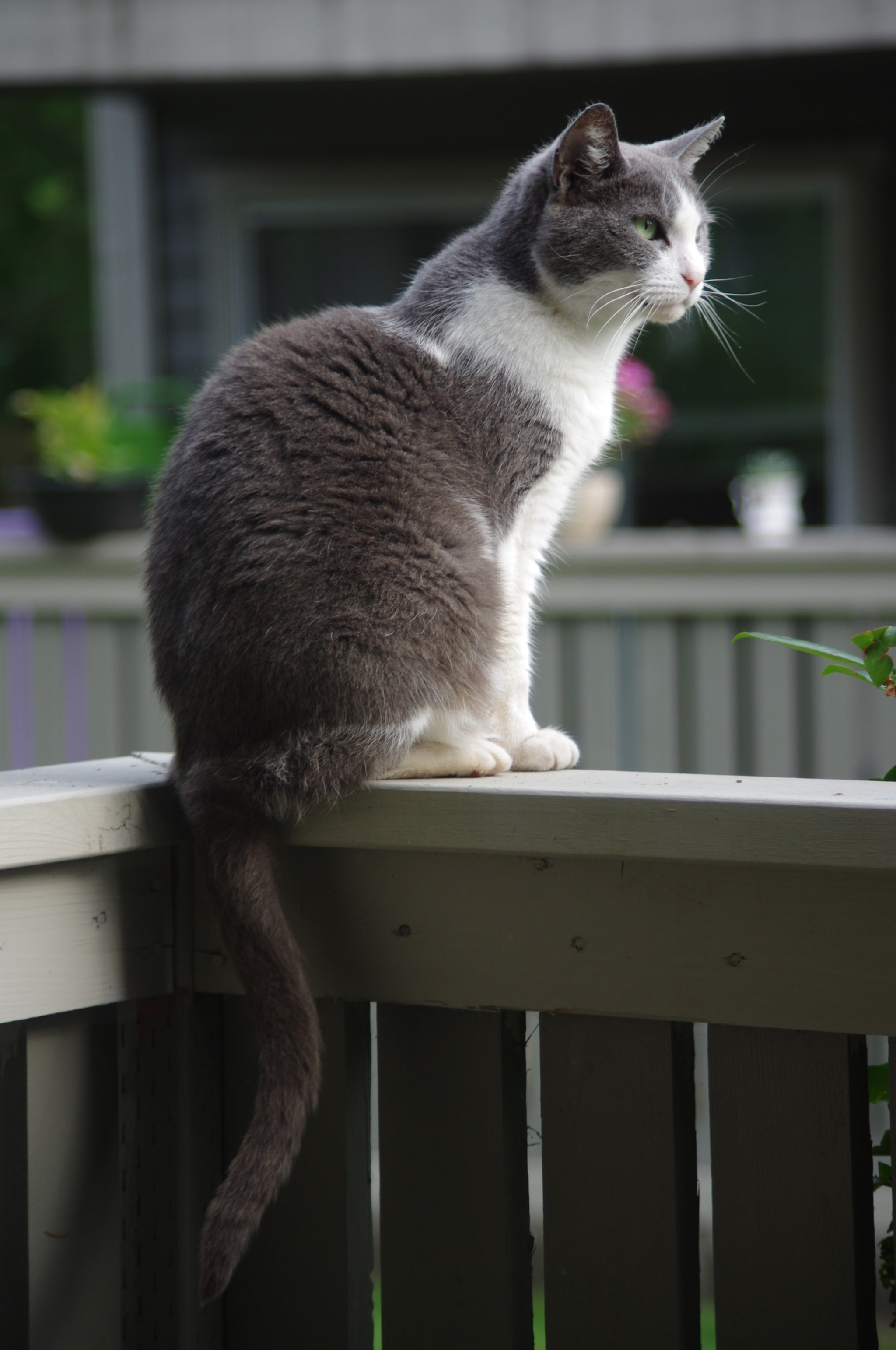 smc PENTAX-DA L 55-300mm F4-5.8 ED sample photo. Cat photography
