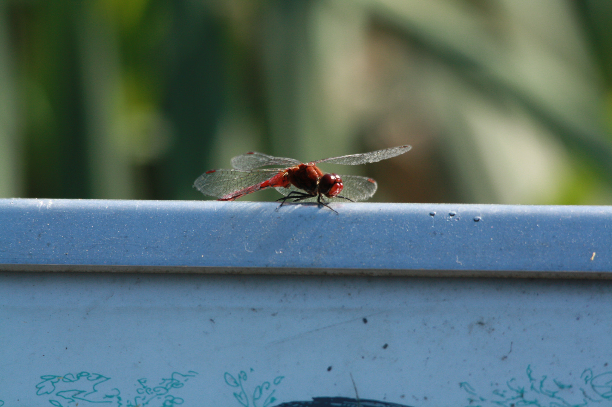 Sigma 150-500mm F5-6.3 DG OS HSM sample photo. Libellule  photography