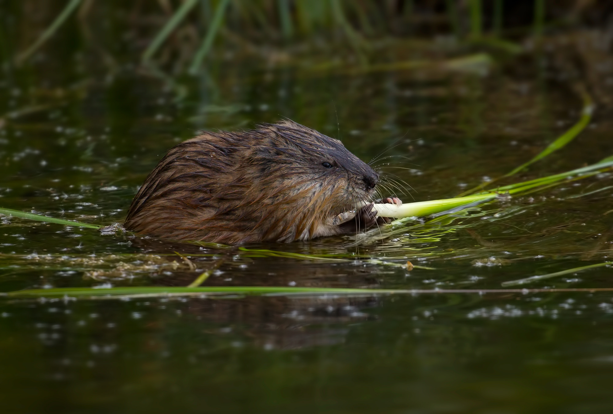 Canon EF 100-400mm F4.5-5.6L IS II USM sample photo. Muskrat photography