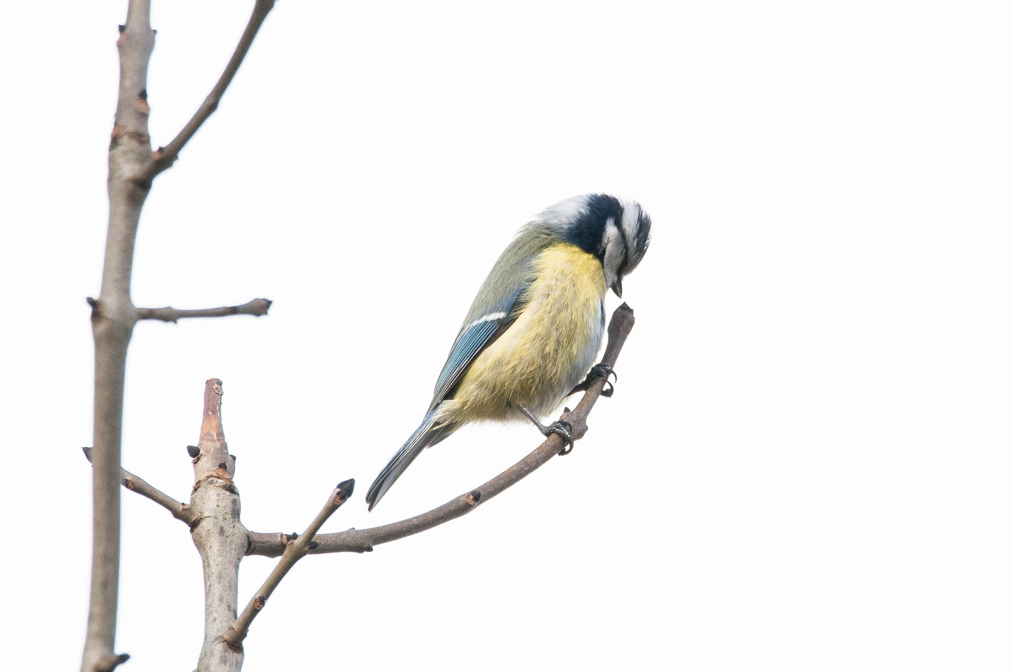 Sigma 150-600mm F5-6.3 DG OS HSM | C sample photo. Microphone check photography