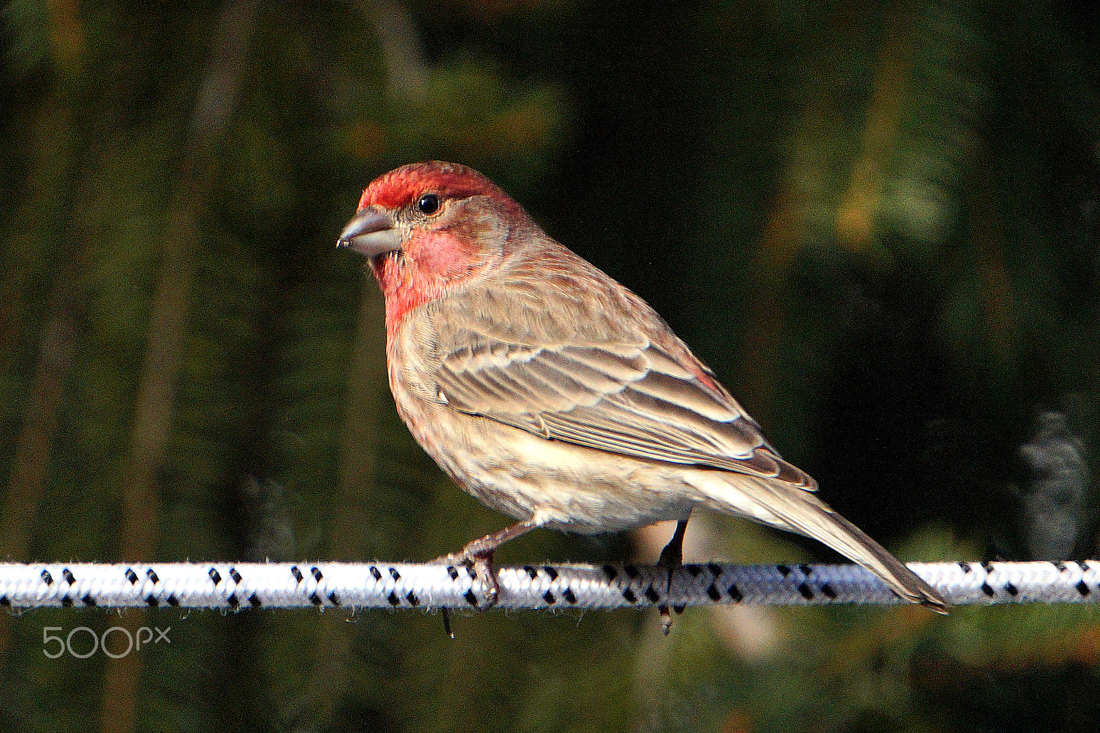 Sony E 55-210mm F4.5-6.3 OSS sample photo. House finch (male) photography