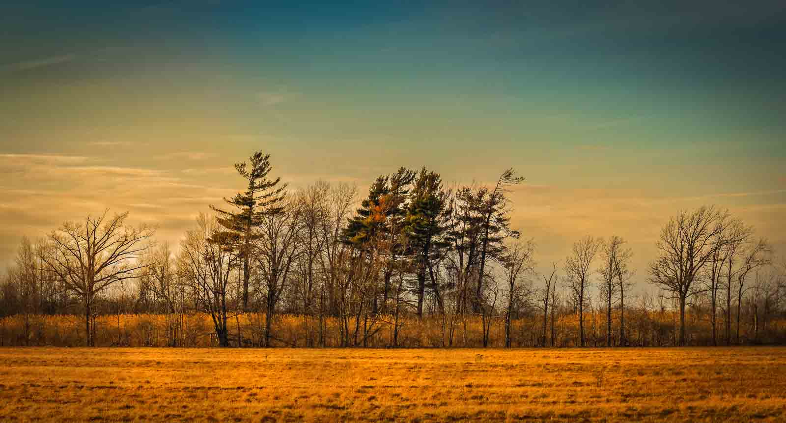 Sony Alpha DSLR-A500 sample photo. Tree line in evening photography