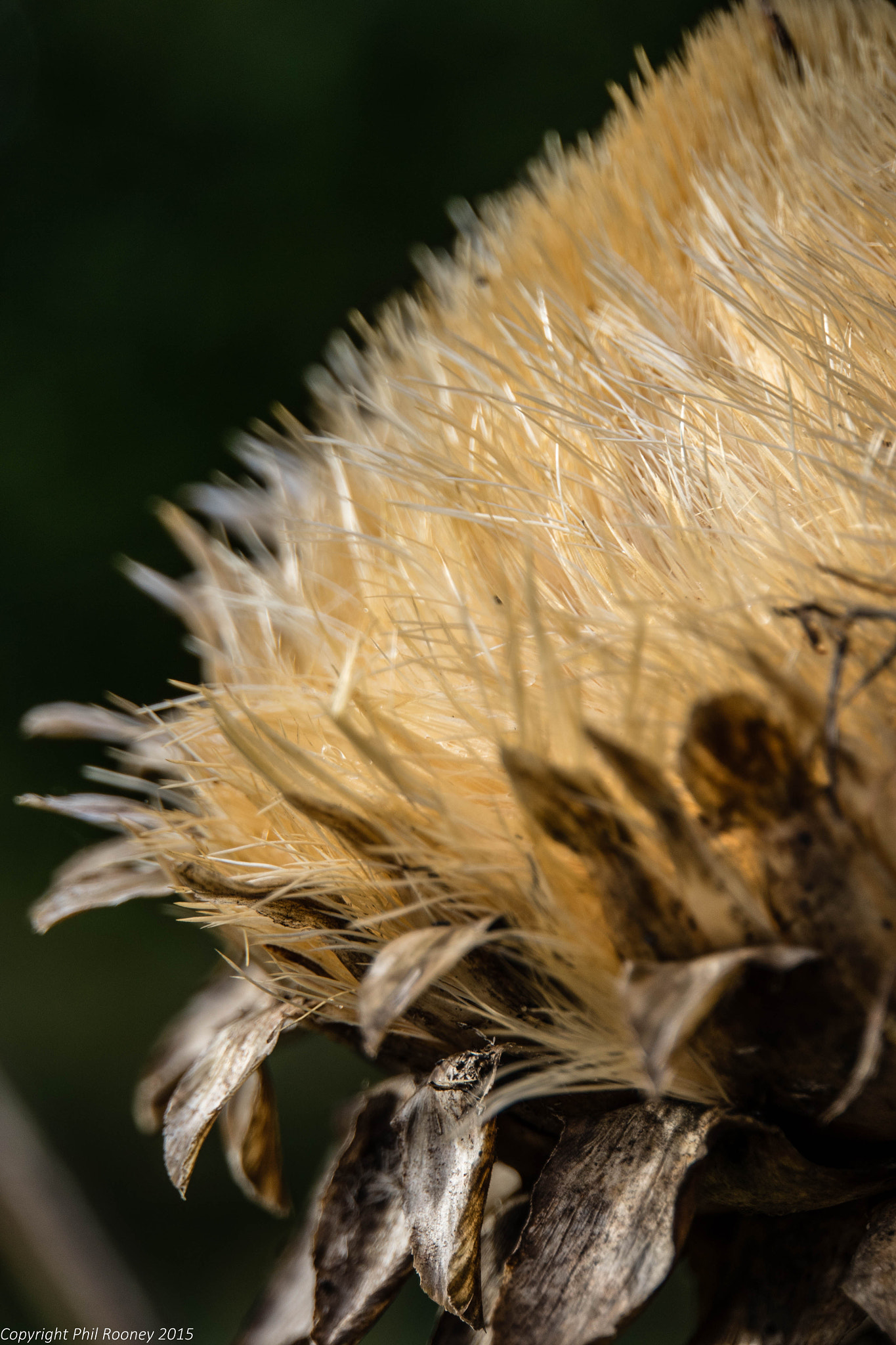 Sony a7R + Sony E 18-200mm F3.5-6.3 OSS sample photo. Autumn flower heads photography